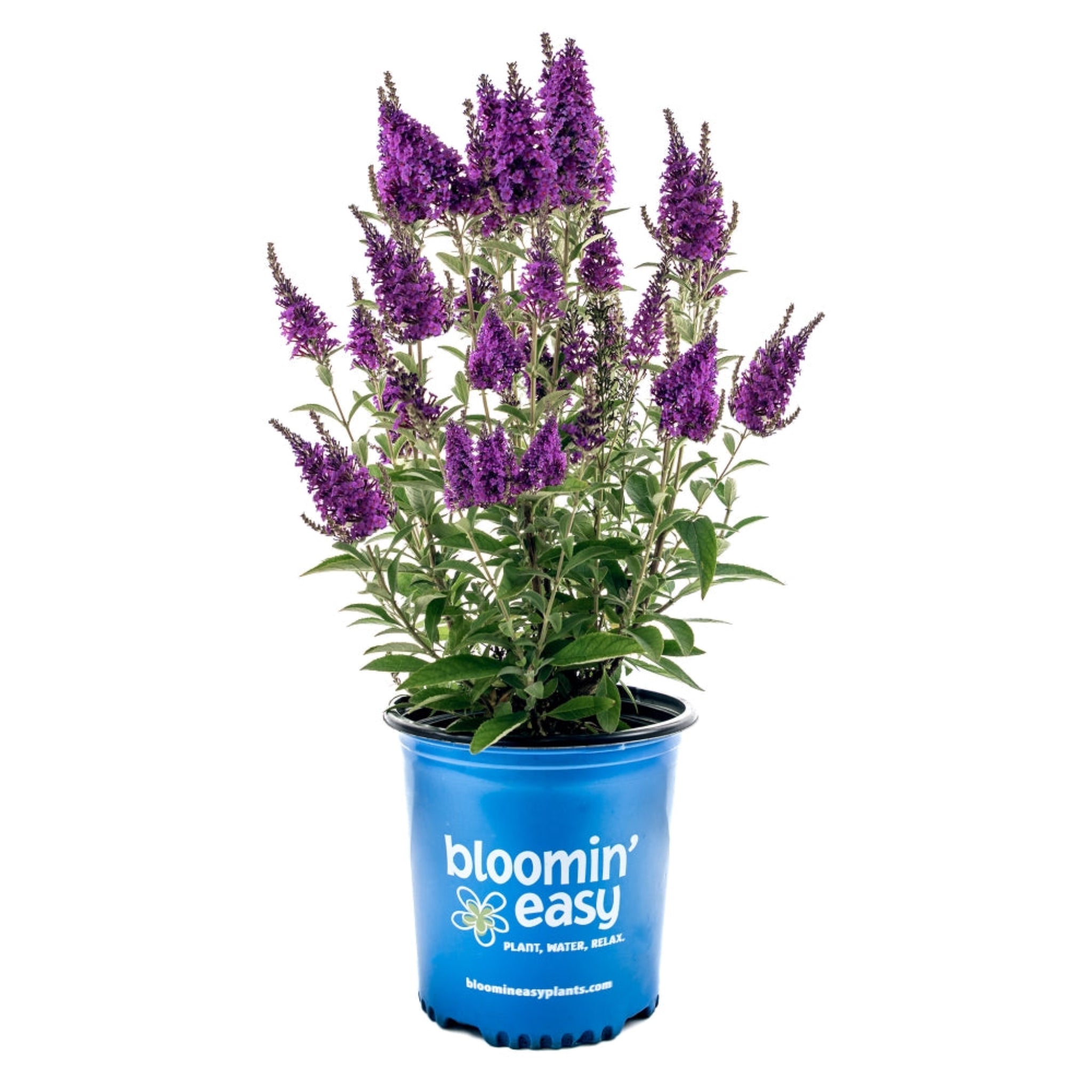Potted plant with purple flowers in a blue 'bloomin' easy' container on a white background. Henderson Garden Supply