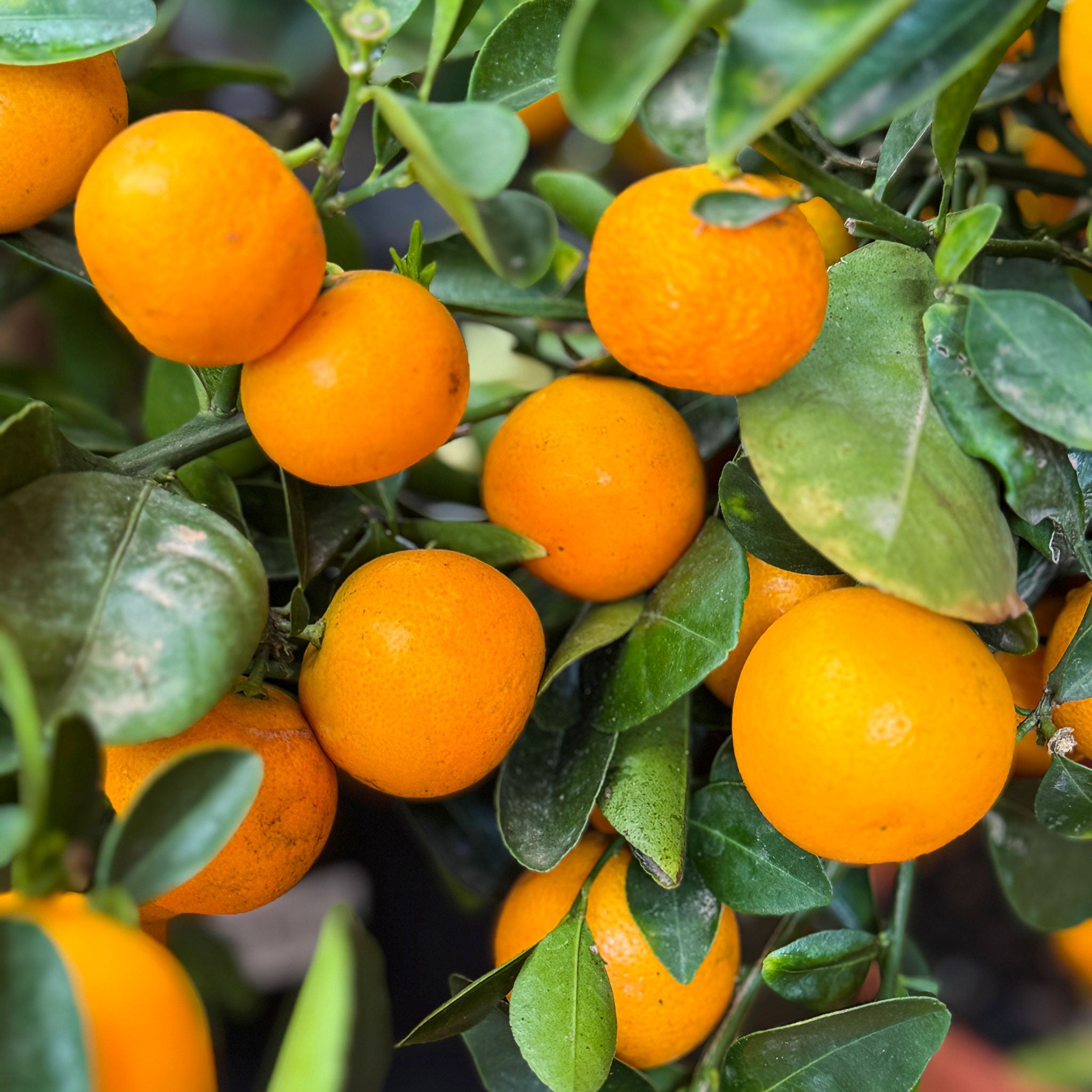 Oranges hanging from a tree with green leaves. Henderson Garden Supply