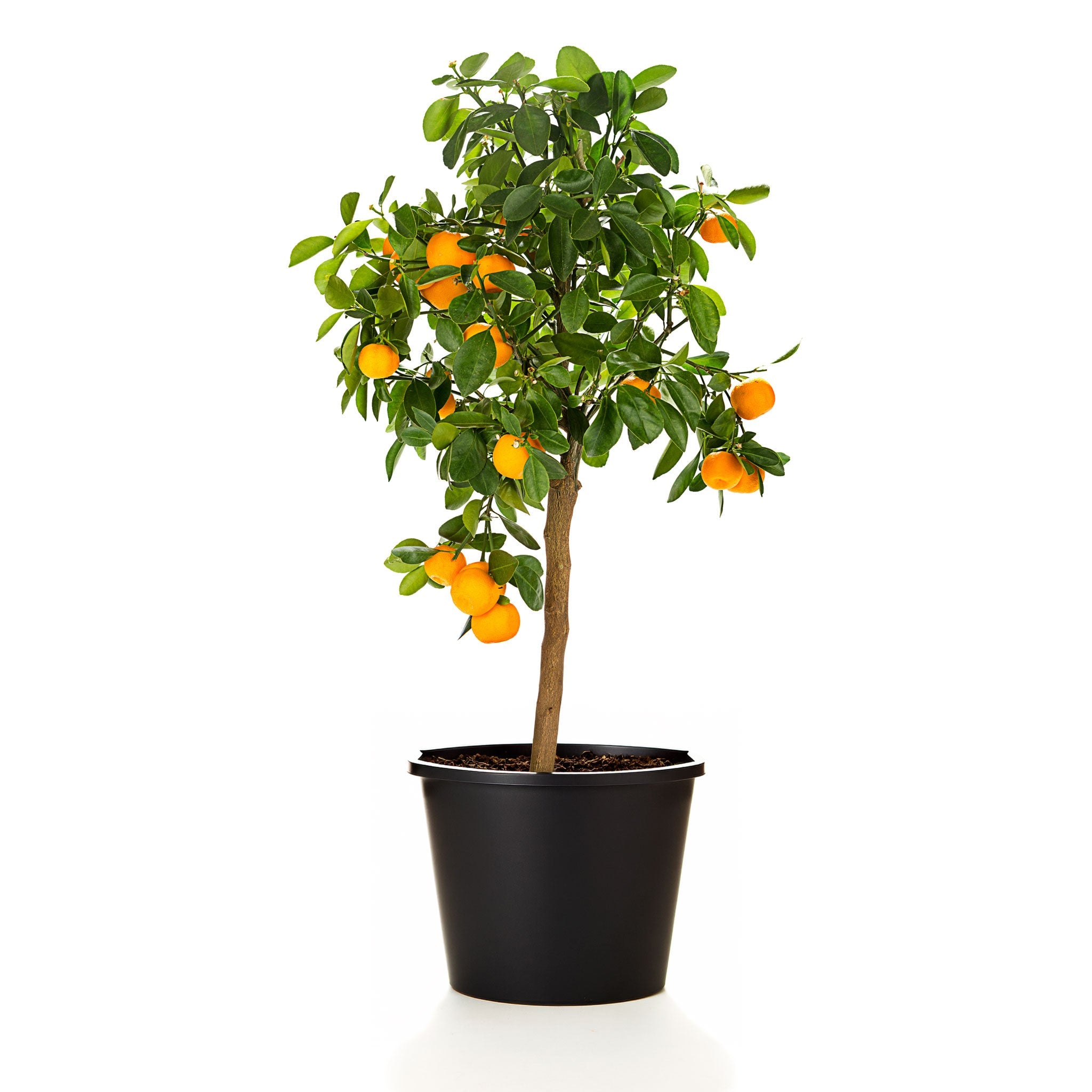 Potted citrus plant with oranges on a white background. Henderson Garden Supply