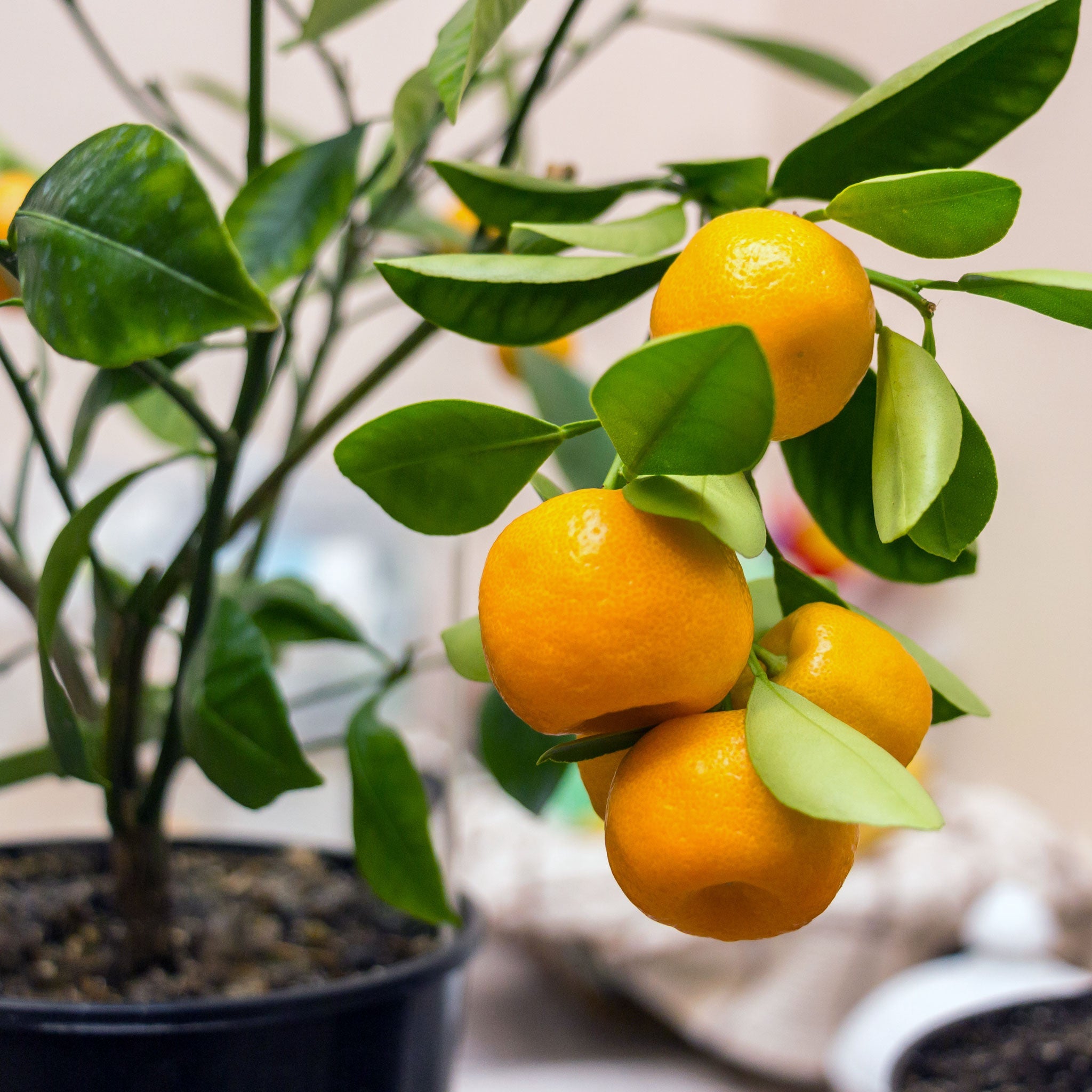 Oranges growing on a tree branch with green leaves. Henderson Garden Supply