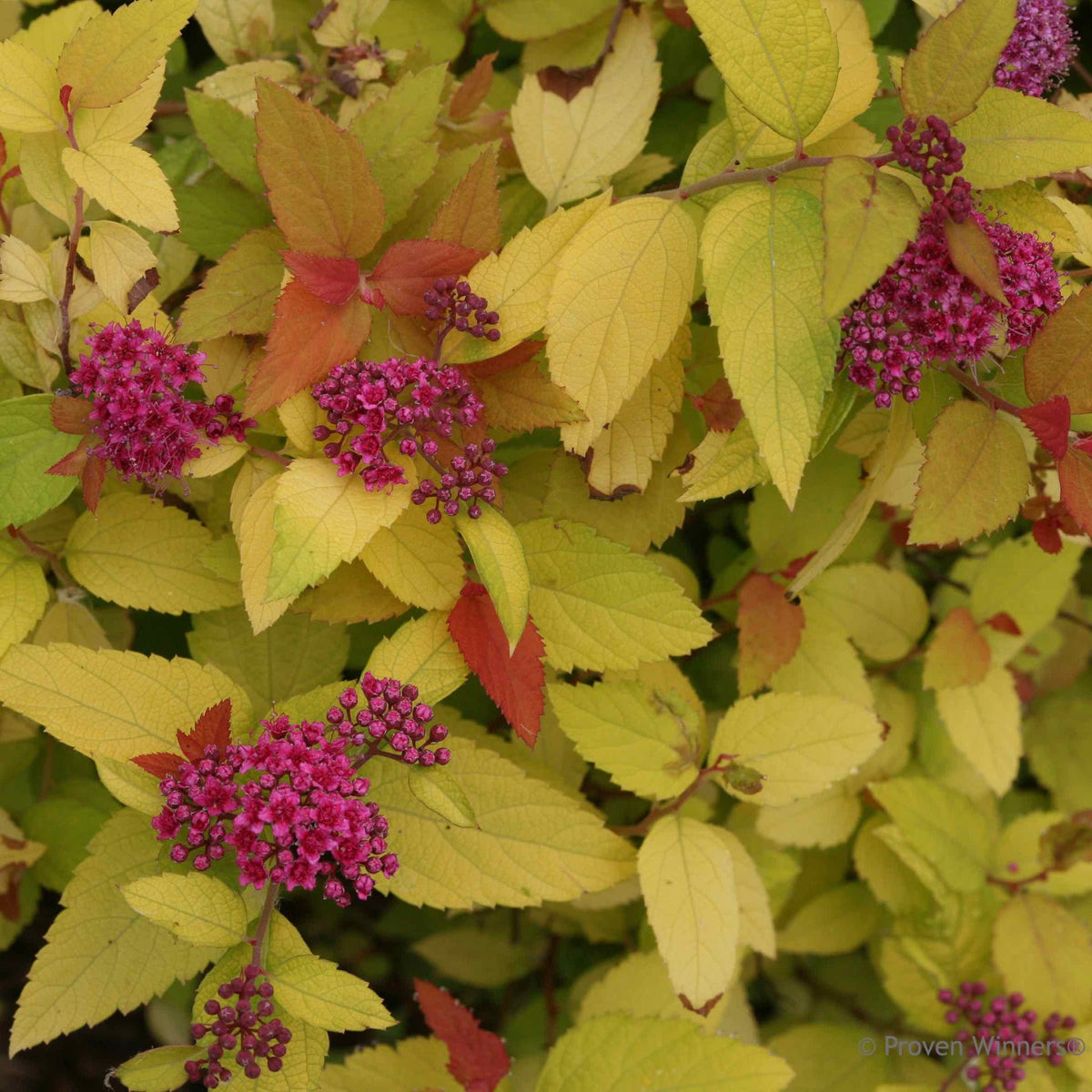Double Play® Candy Corn® Spiraea – Colorful Foliage Shrub