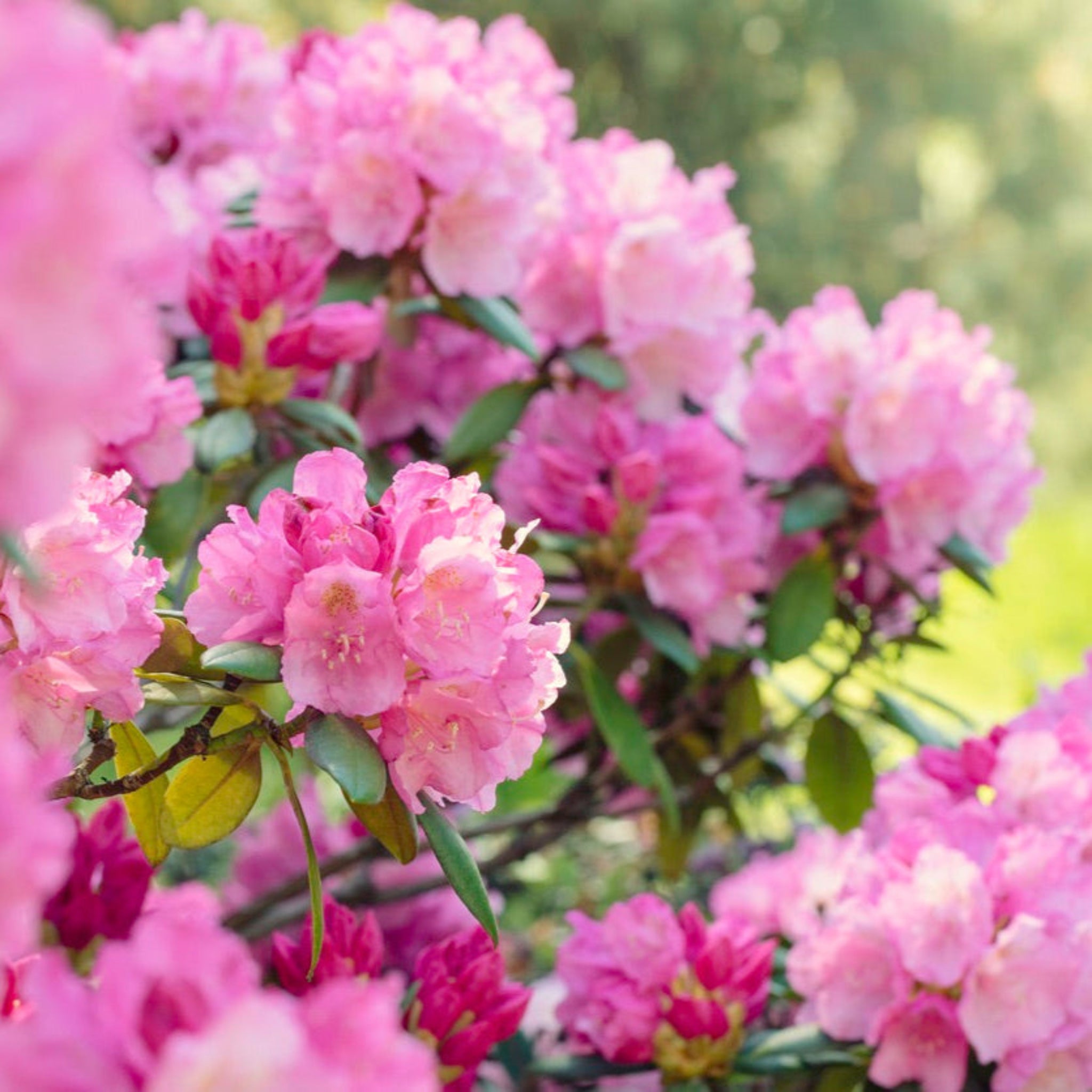 Close-up of pink flowers with a blurred green background. Henderson Garden Supply