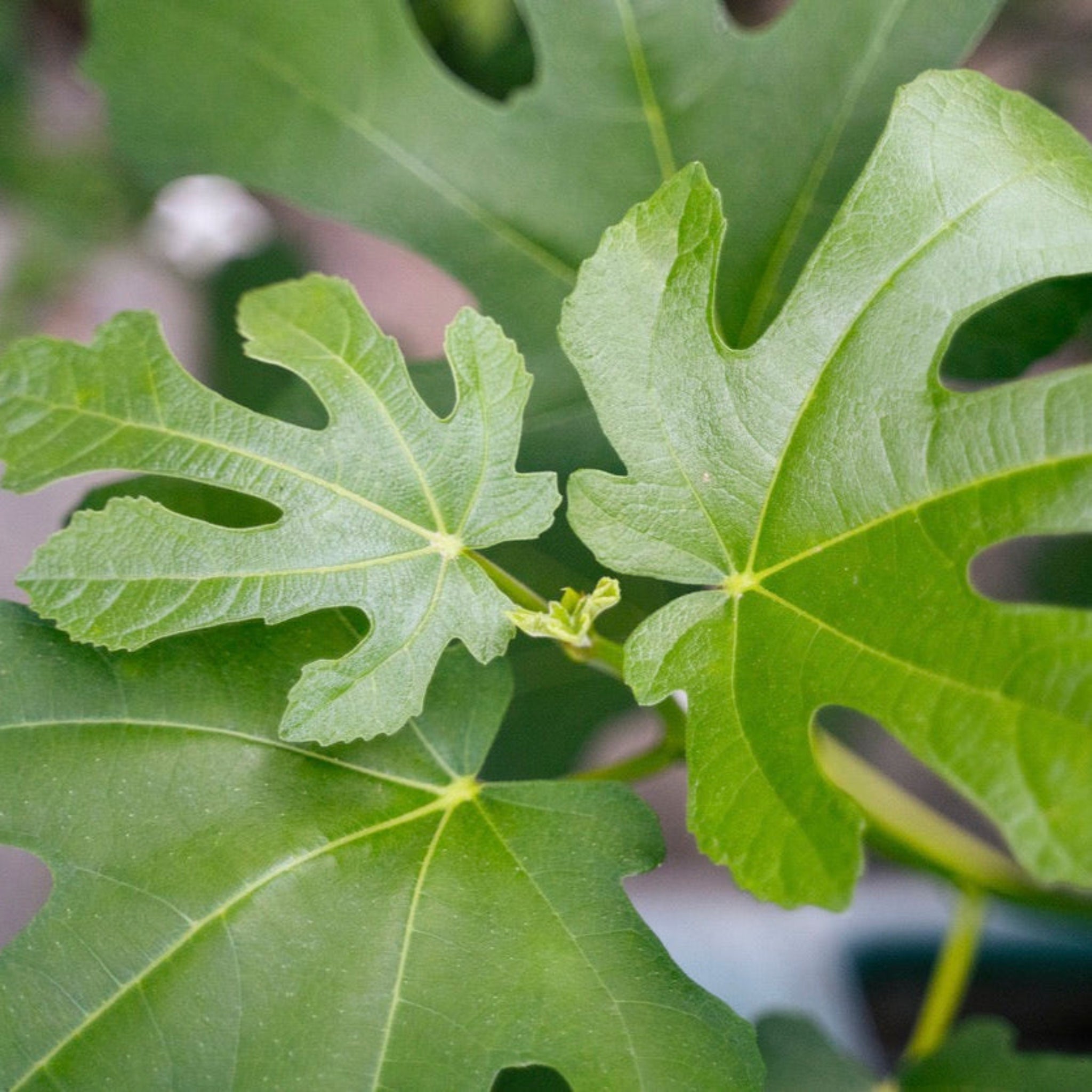 Close-up of green leaves with a blurred background. Henderson Garden Supply