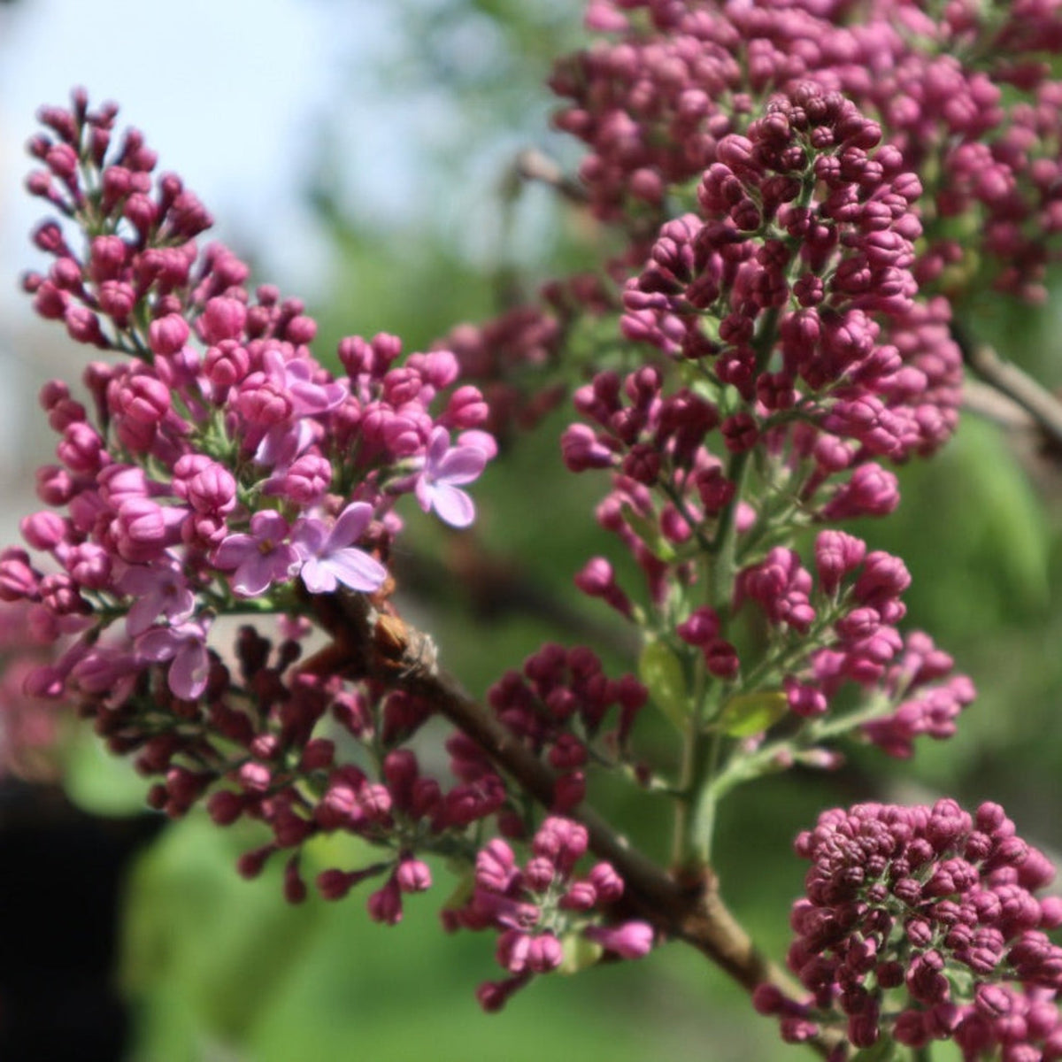 Crimson Doll™ Lilac Tree – Fragrant Pink Spring Flowers