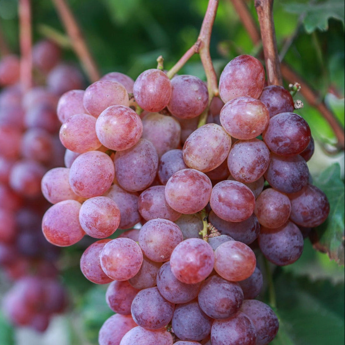 Reliance Pink Seedless Grape – Sweet Table Grape Vine