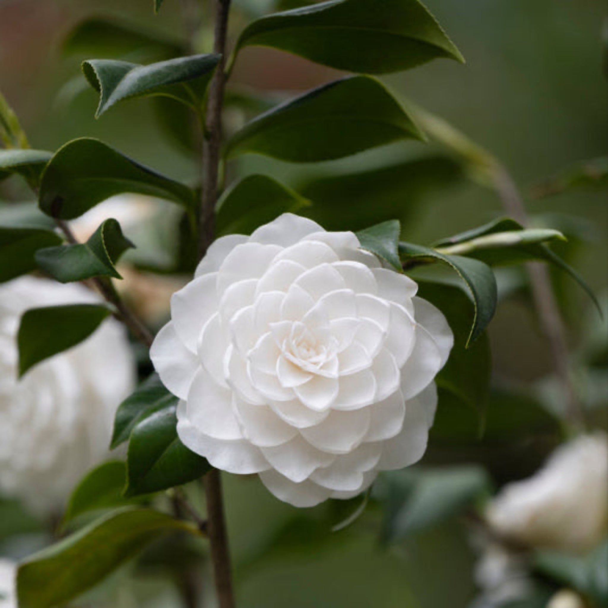 Sea Foam Camellia – Creamy White Blooms, Evergreen Elegance