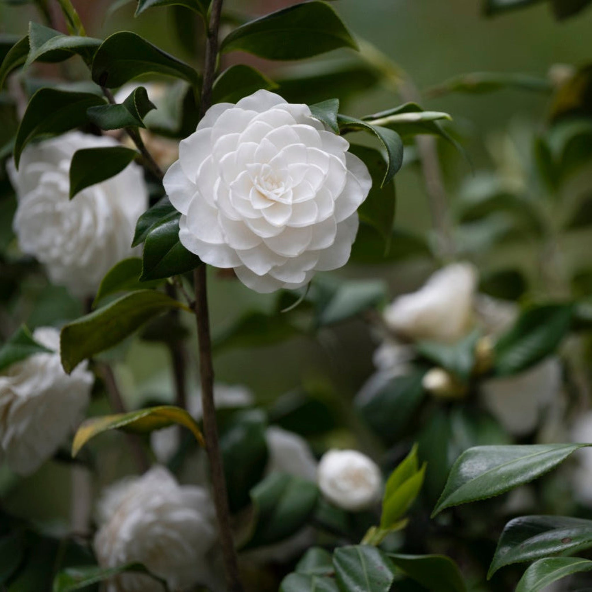 Sea Foam Camellia – Creamy White Blooms, Evergreen Elegance