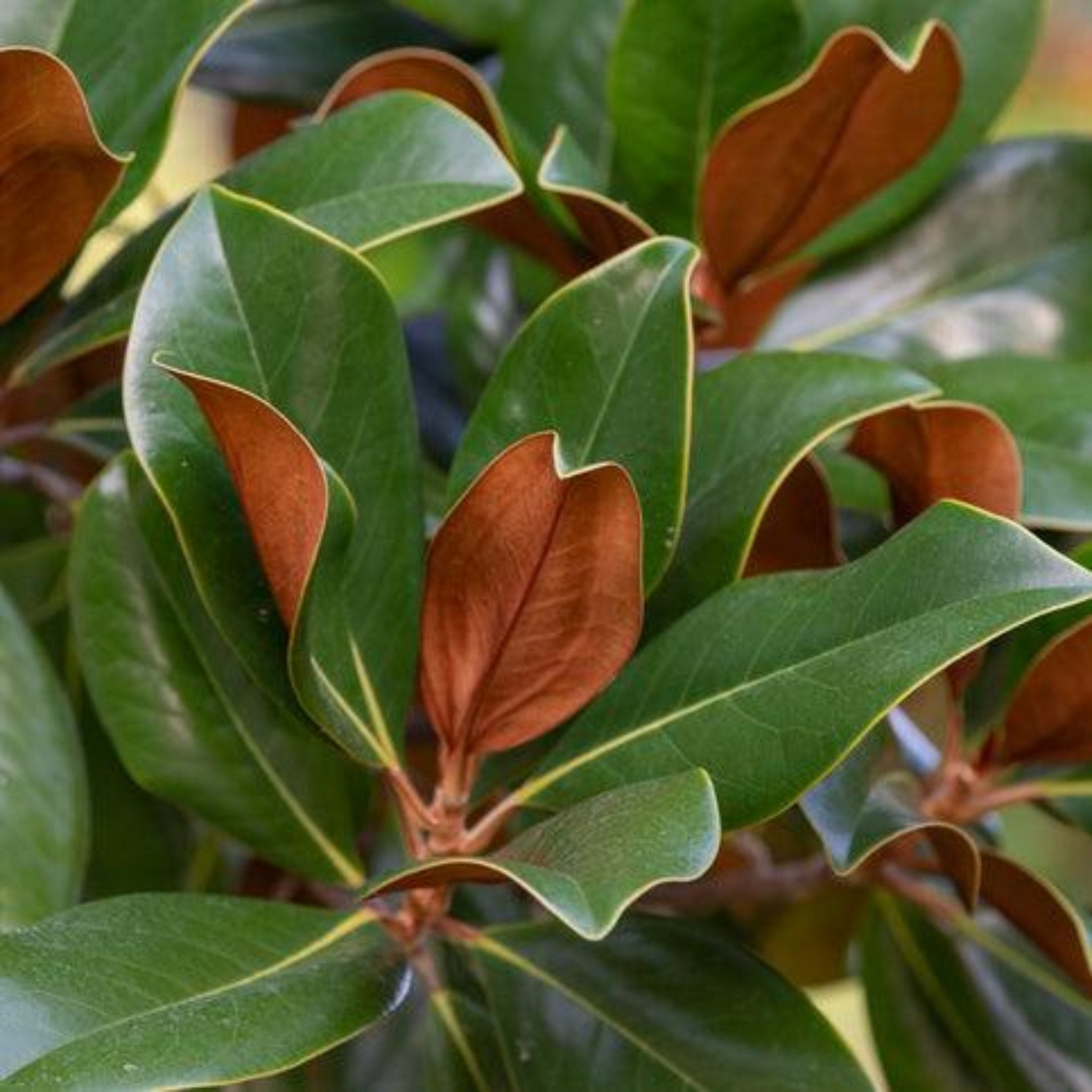 Close-up of green and brown leaves on a plant. Henderson Garden Supply