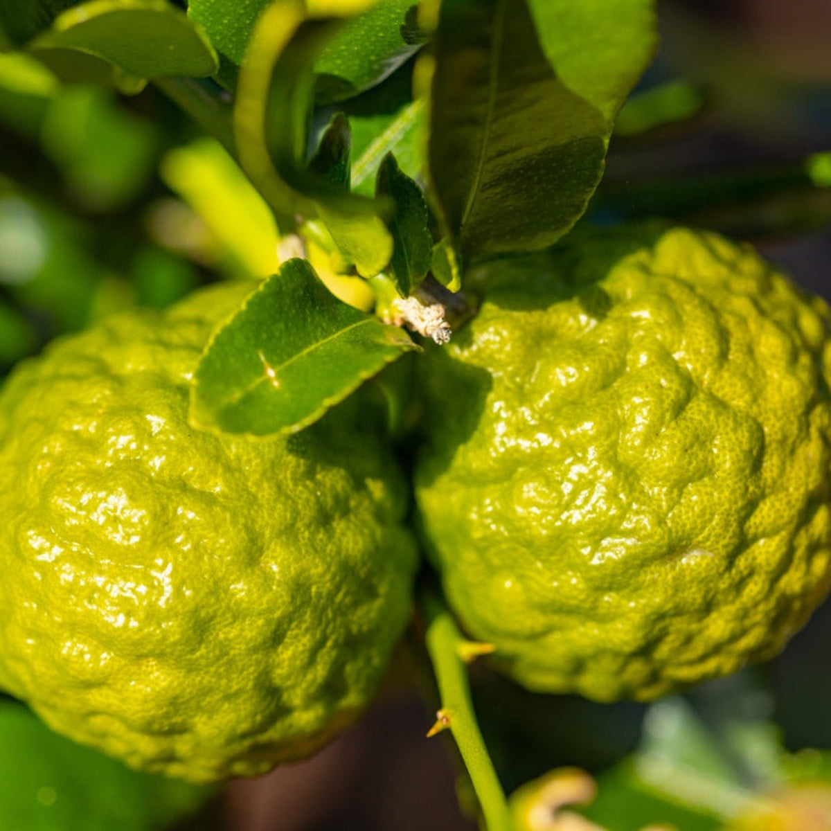 Makrut Thai Lime Tree – Fragrant Leaves & Zest