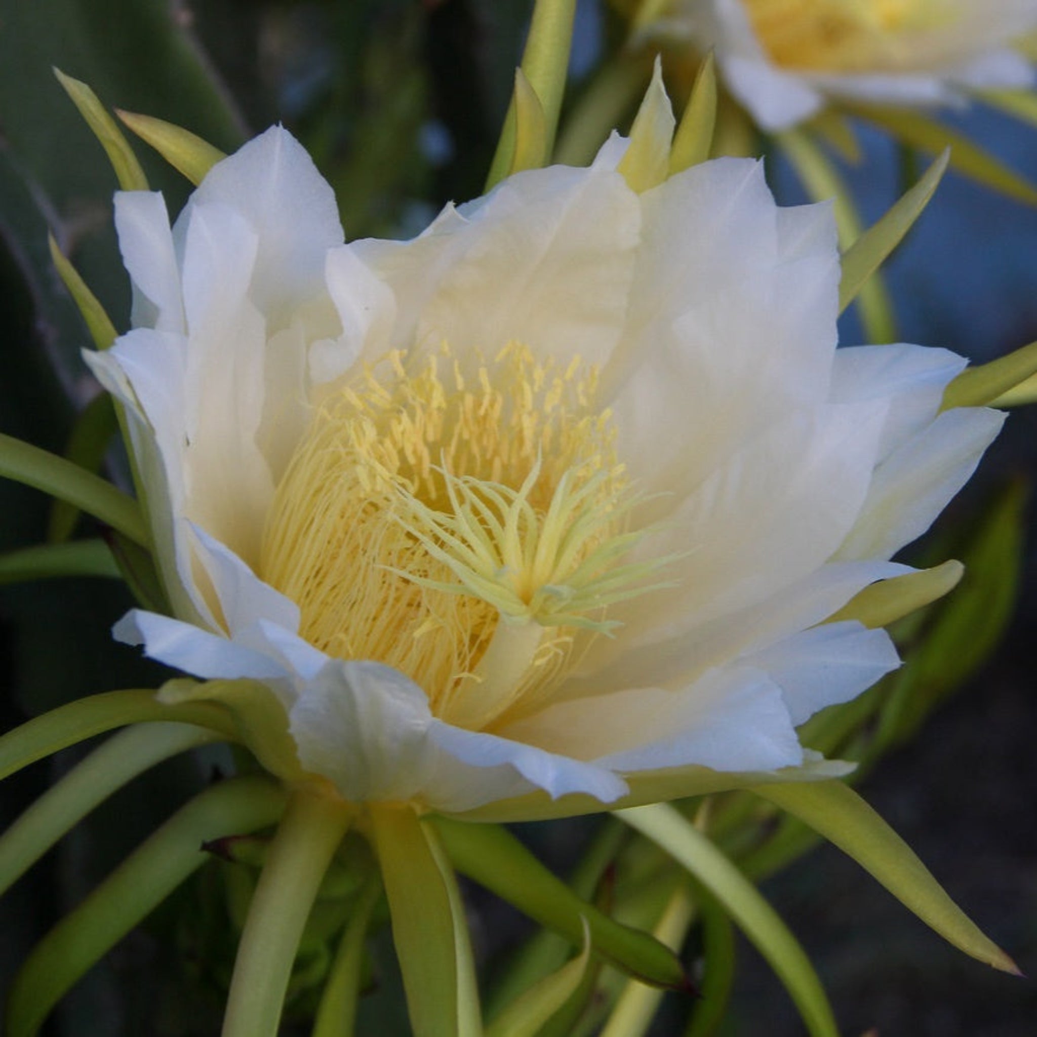 White Dragon Fruit Plant (Hylocereus undatus)
