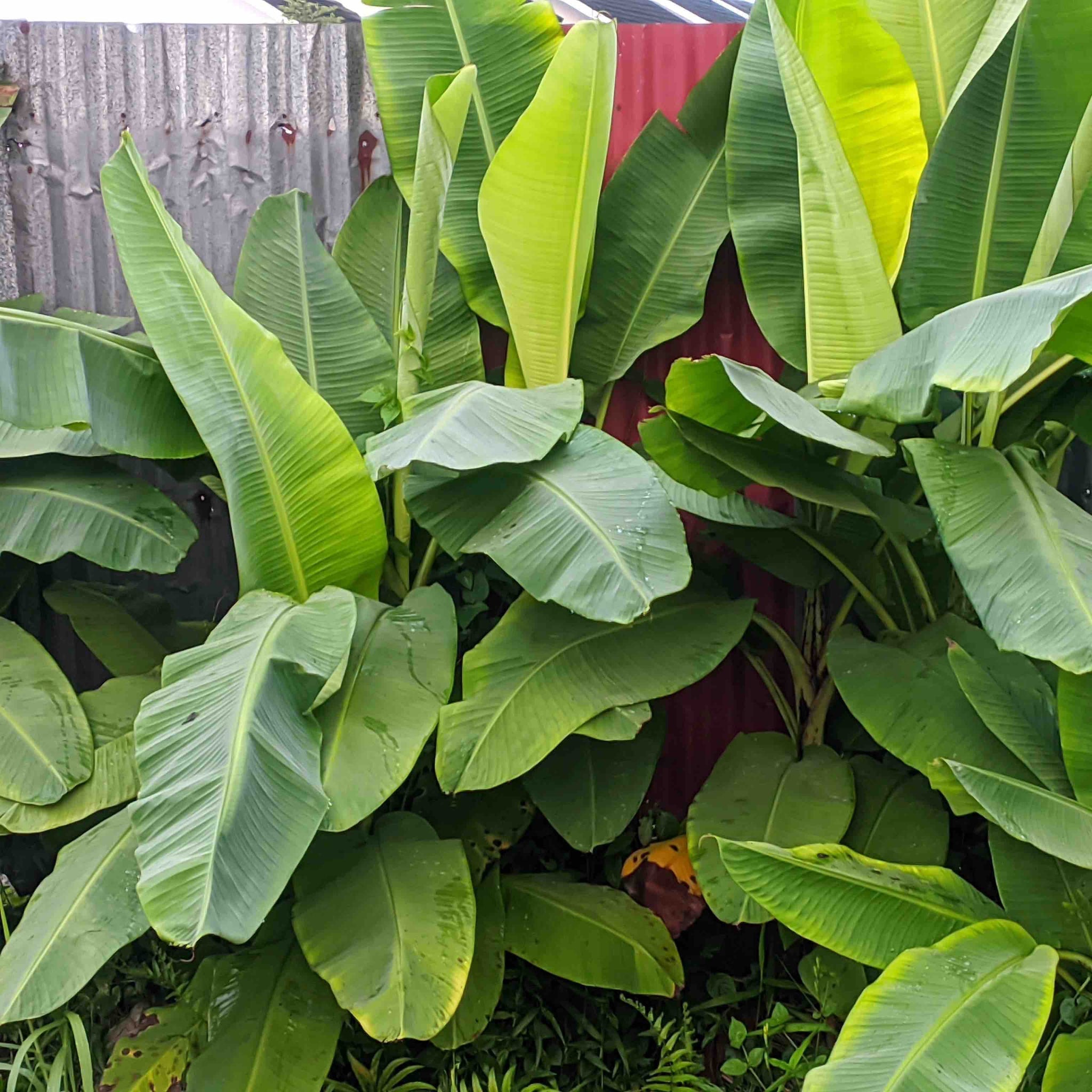 Close-up of large green leaves with a wooden fence in the background - Henderson Garden Supply