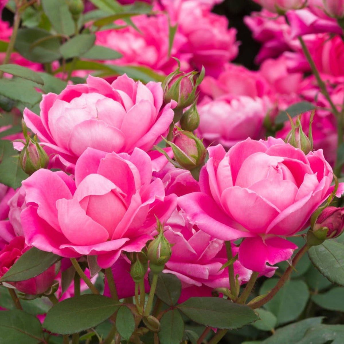 Pink Double Knock Out® Rose – Repeat-Blooming Shrub