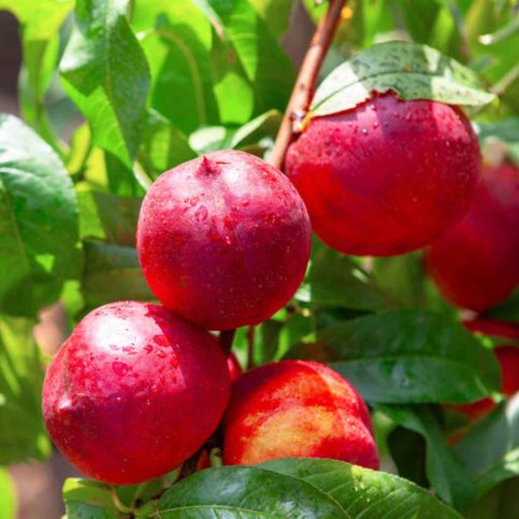 Red fruit on a branch with green leaves