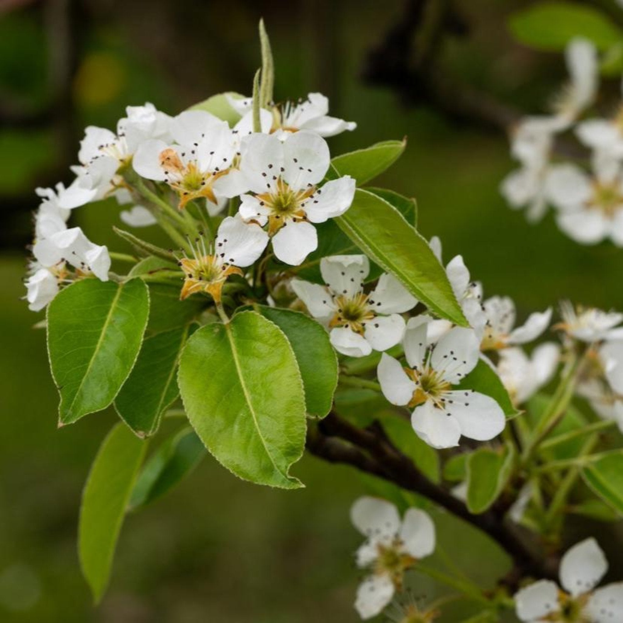 White flowers with green leaves on a branch against a blurred green background. Henderson Garden Supply