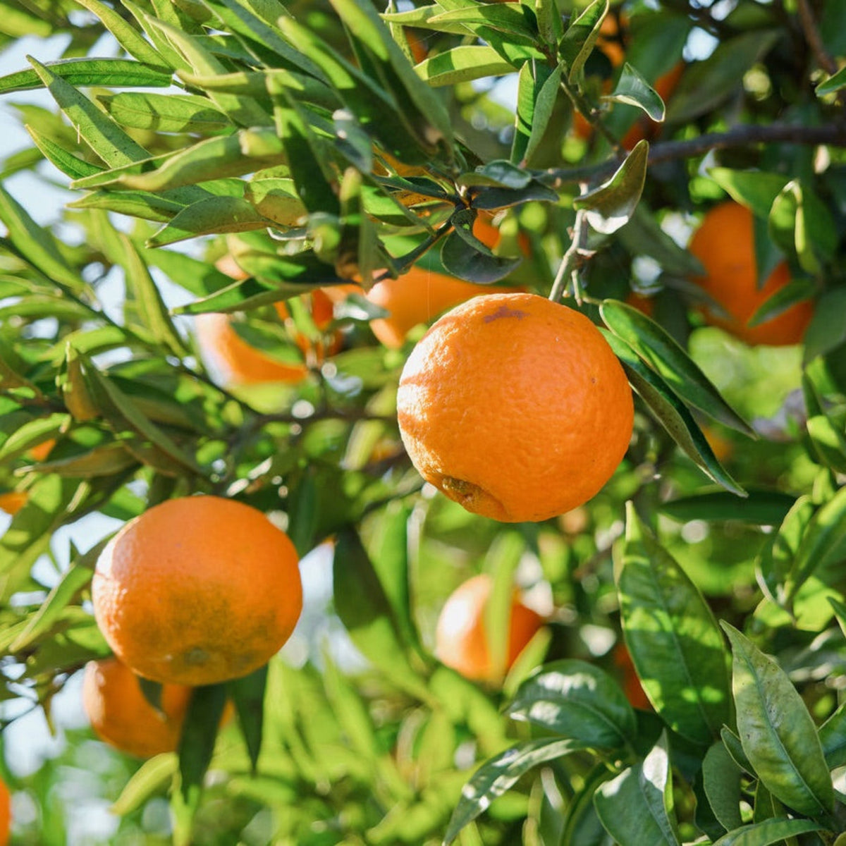 Valencia Orange Tree (FL) – The Classic Juicing Orange