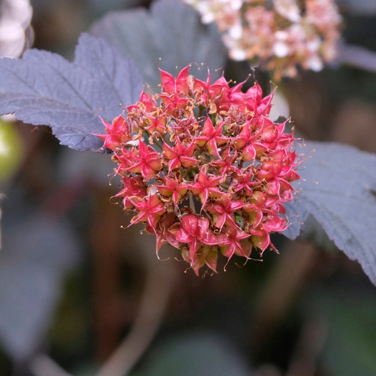 Ginger Wine® Ninebark – Orange-to-Burgundy Foliage Shrub