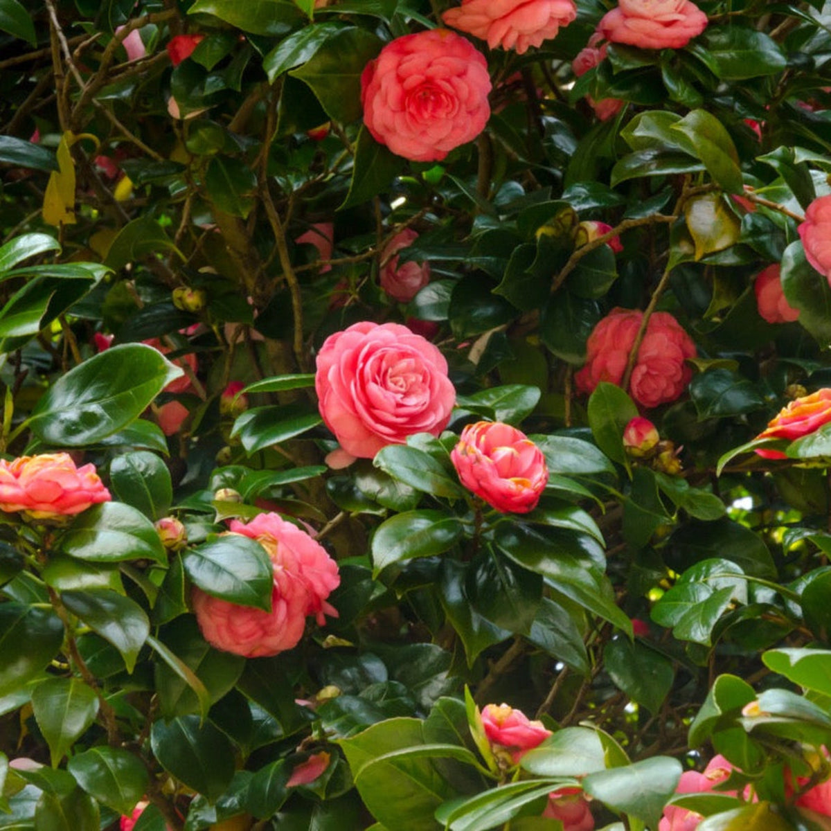 Jack's Camellia – Rose-Pink Winter-to-Spring Blooms