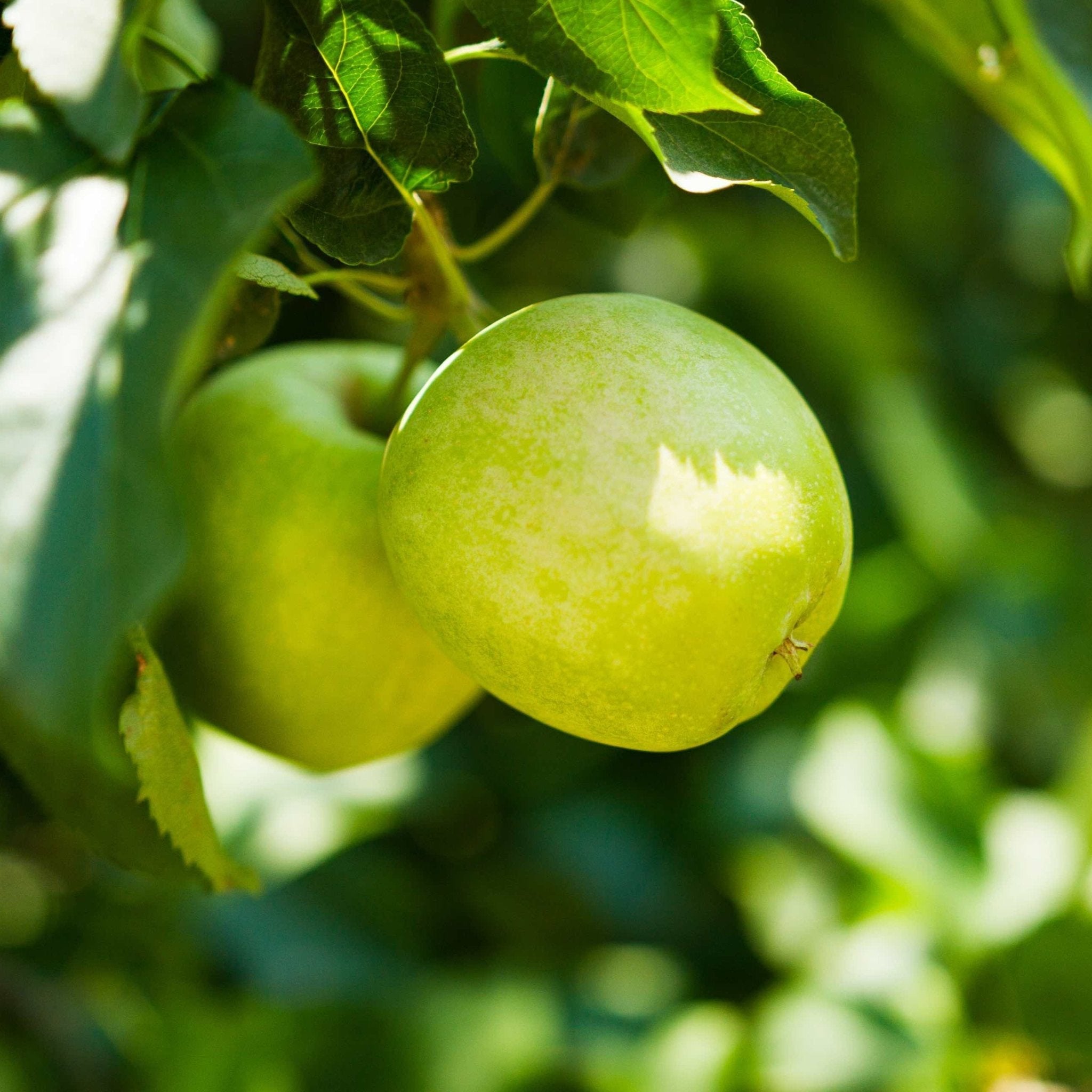 Green apples hanging on a tree with a blurred green background. Henderson Garden Supply