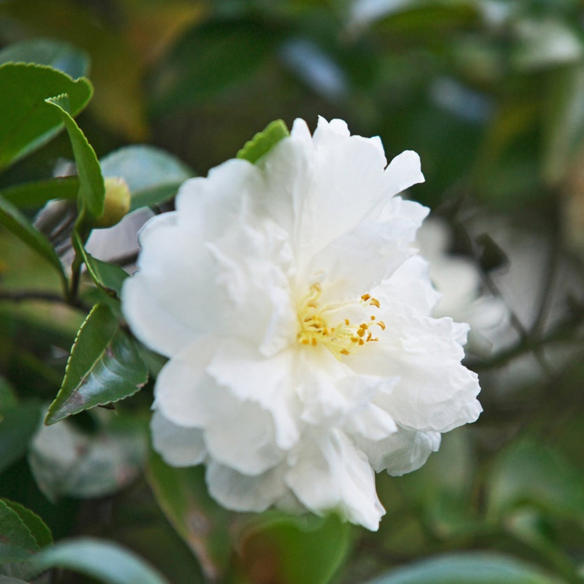 Autumn Rocket Camellia – Columnar White Fall Blooms