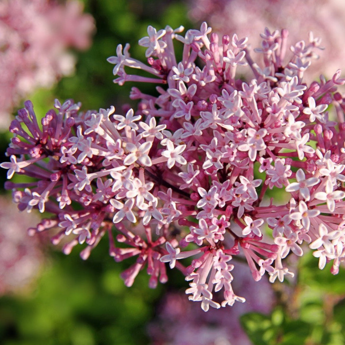 Crimson Doll™ Lilac Tree – Fragrant Pink Spring Flowers