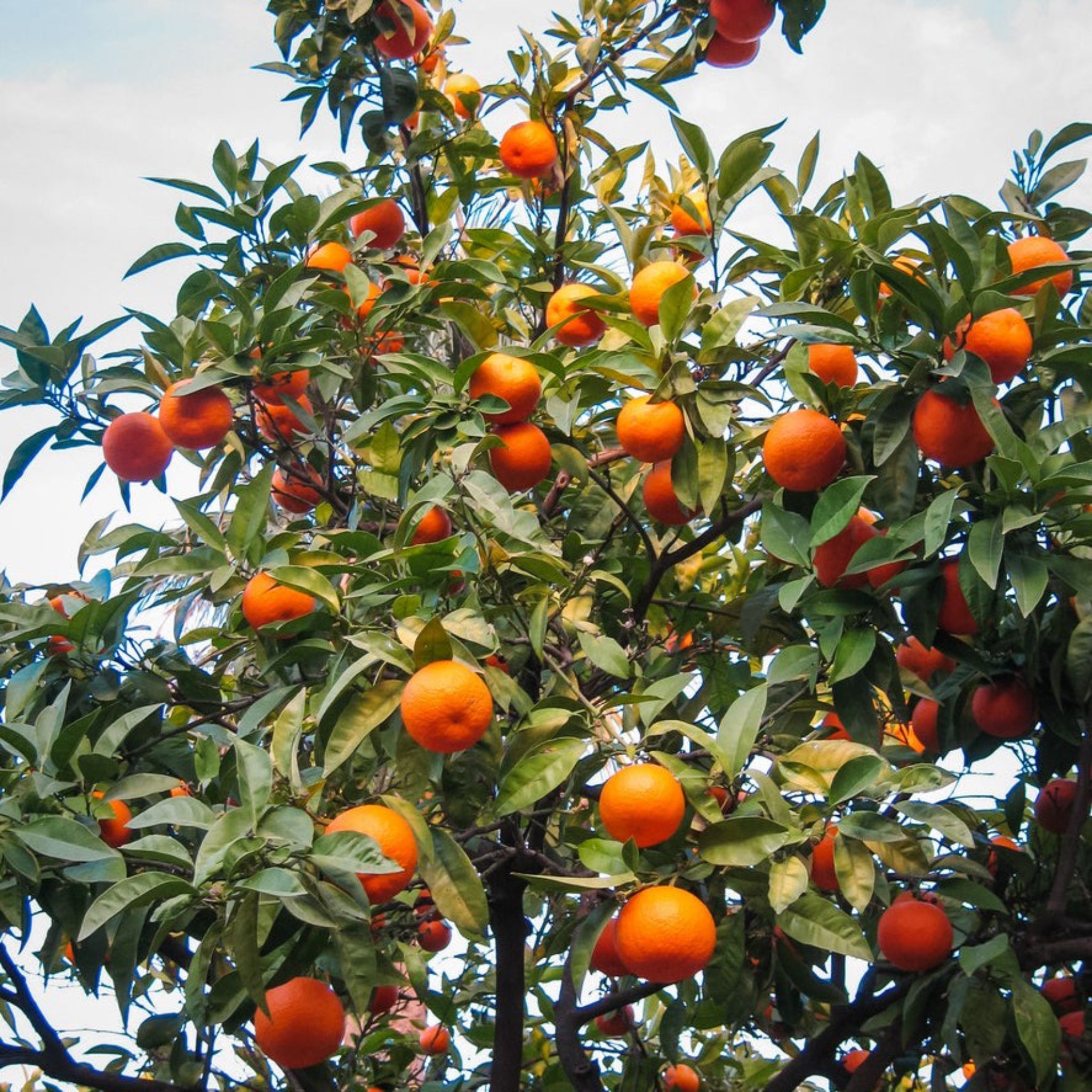 Oranges on a tree with green leaves against a cloudy sky. Henderson Garden Supply