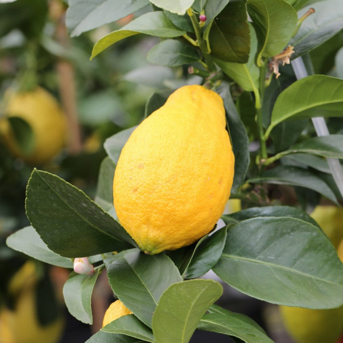 Harvey Lemon Tree (FL) – Cold-Hardy True Lemon