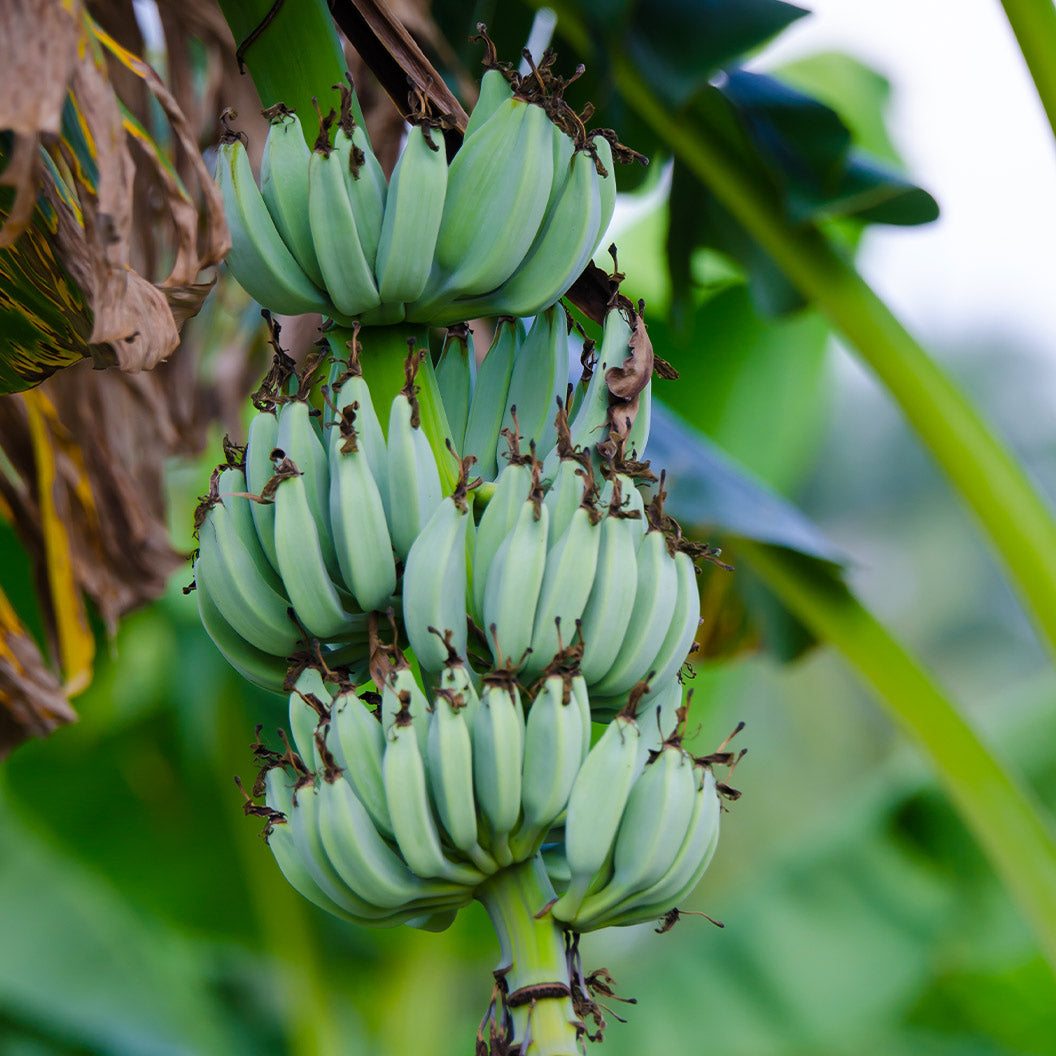 Bunch of green bananas hanging from a tree - Henderson Garden Supply
