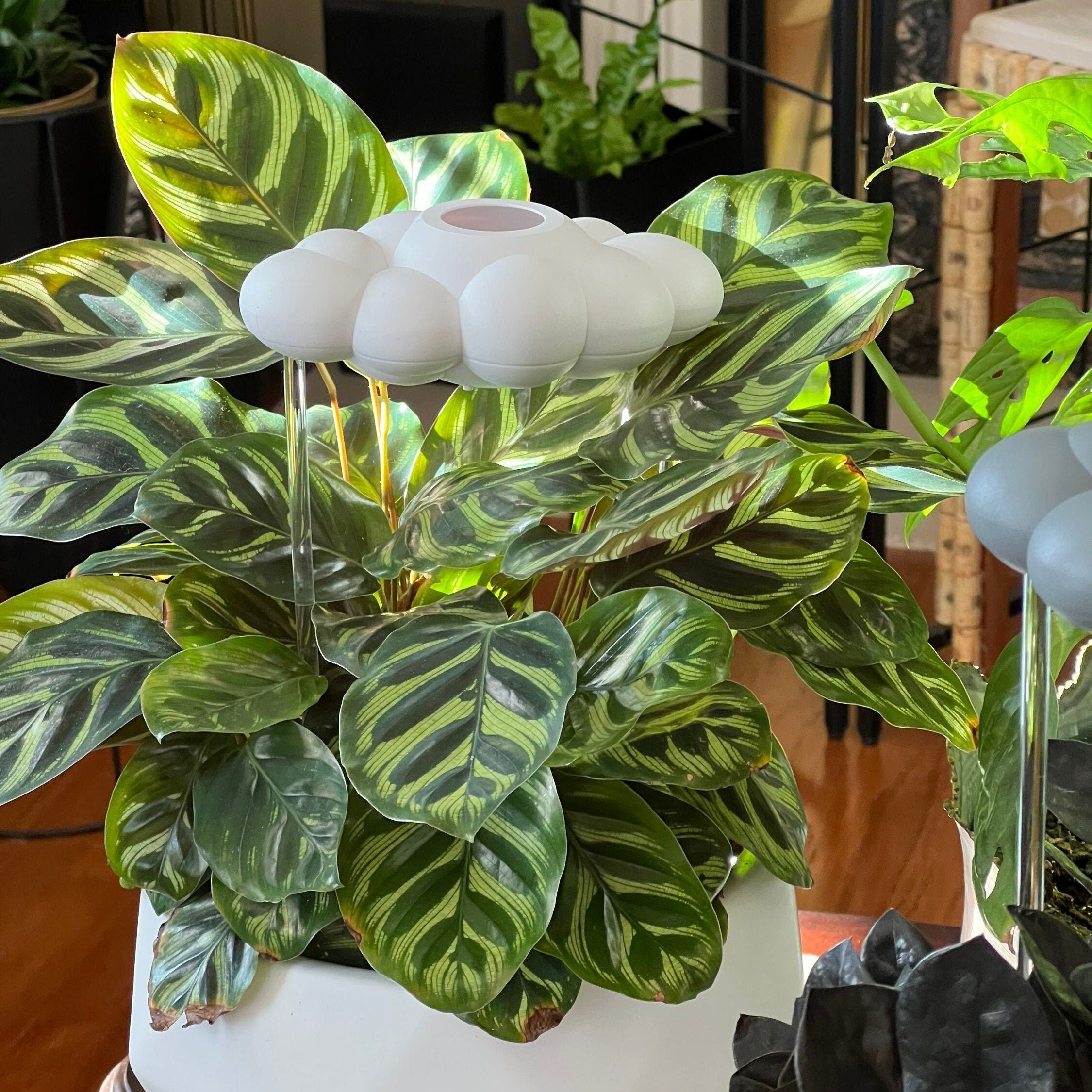 Original Dripping Rain Cloud