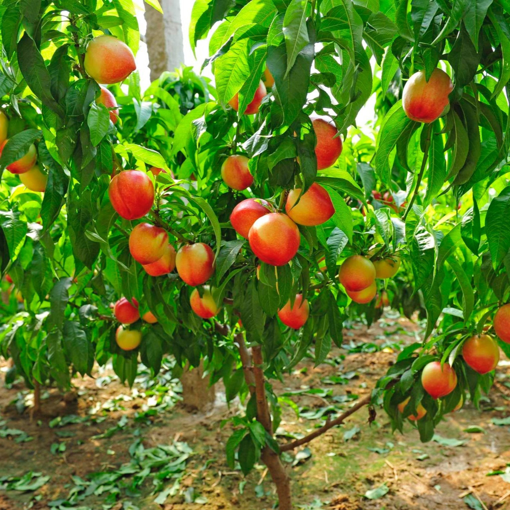 Peaches hanging from a tree in an orchard. Henderson Garden Supply
