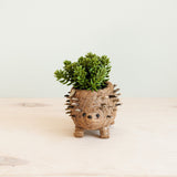 Baby hedgehog coco fiber succulent planter - Henderson Garden Supply