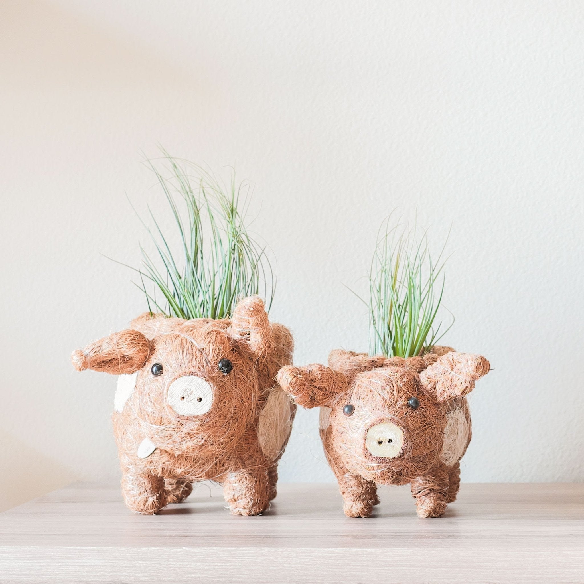 Baby Pig Succulent Pot - Handmade Planters