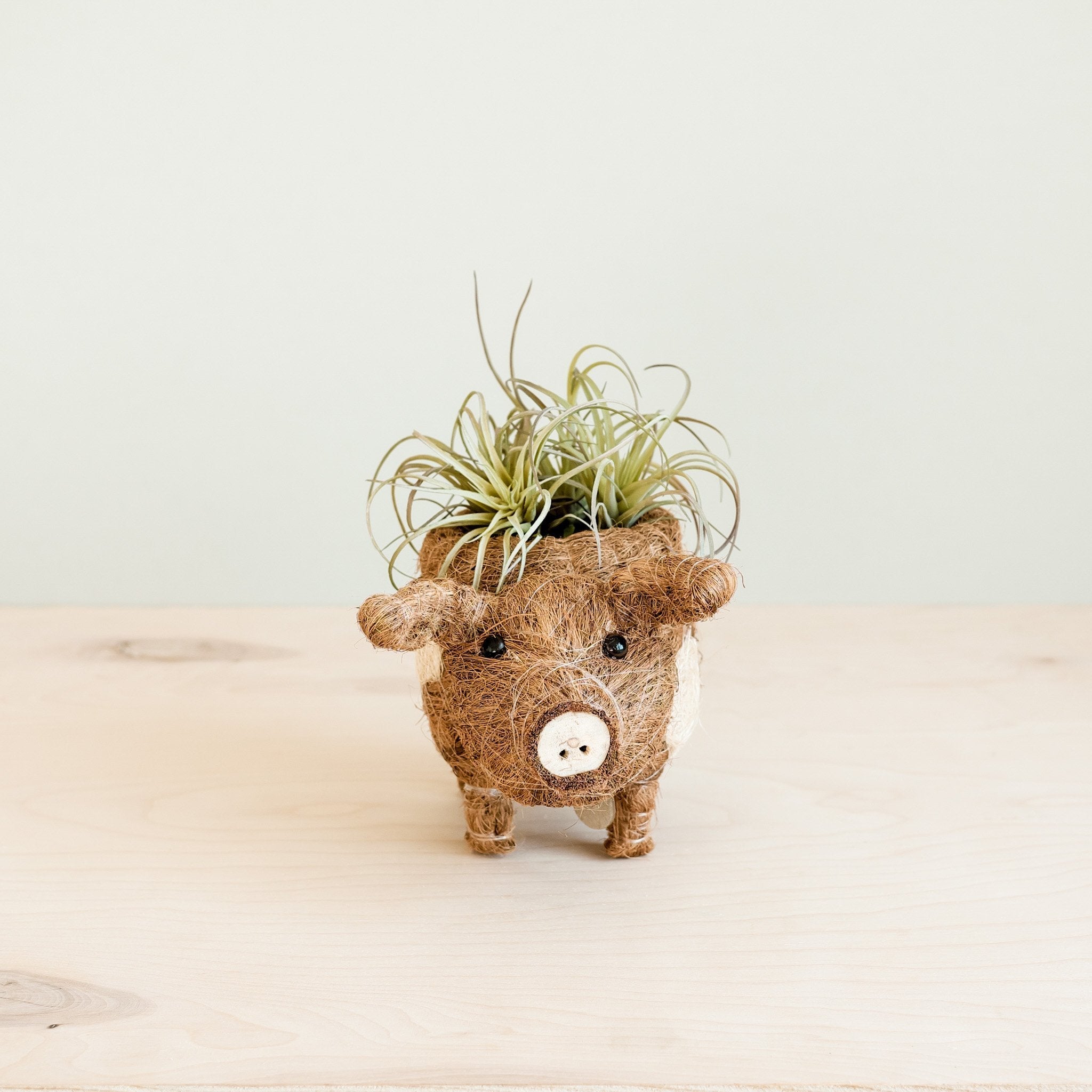 Baby Pig Succulent Pot - Handmade Planters