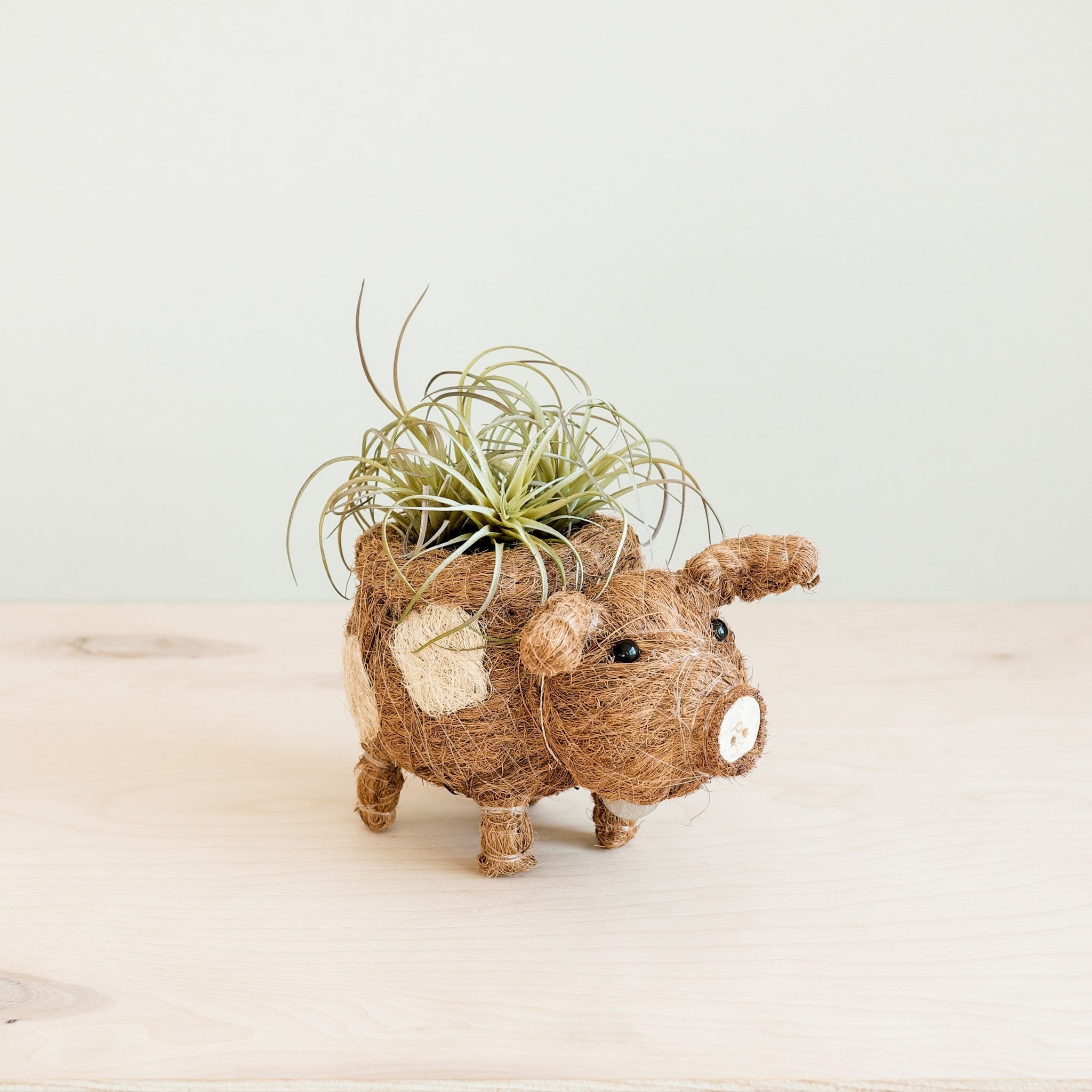 Baby Pig Succulent Pot - Handmade Planters