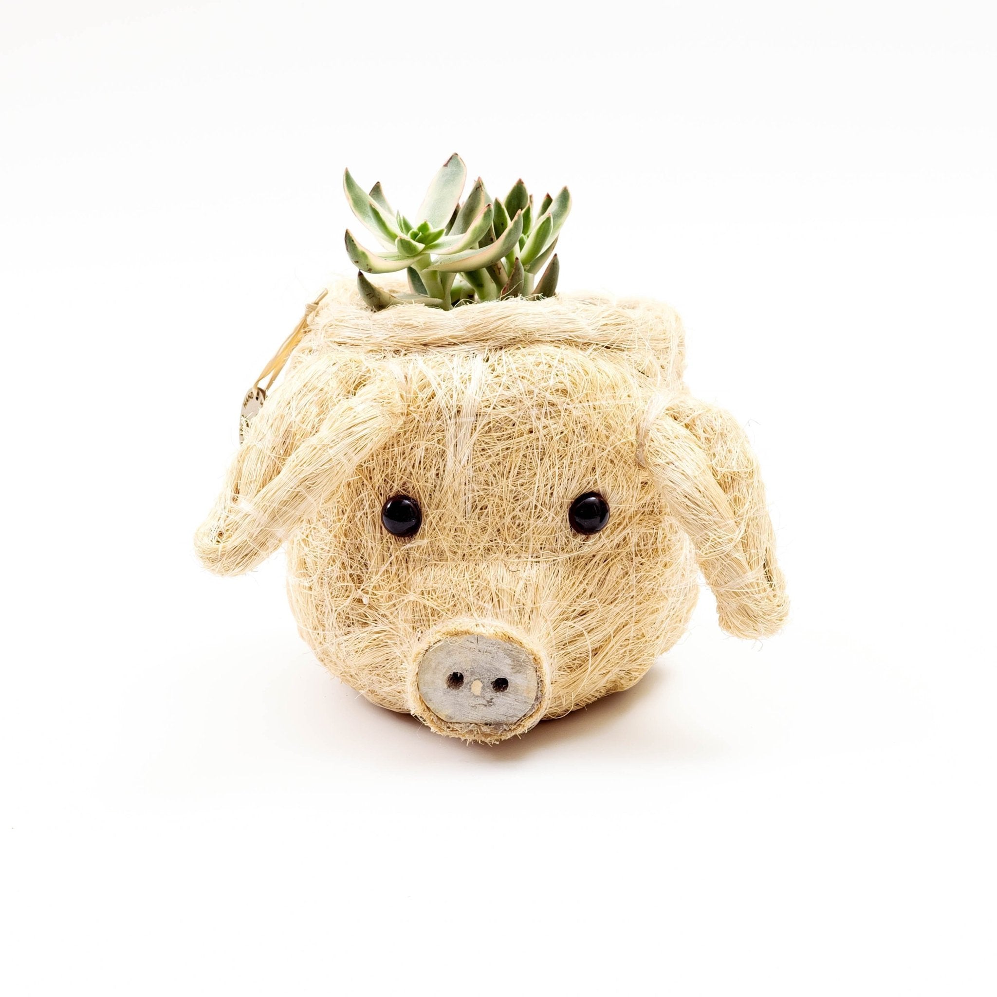 Pig coco fiber planter pot - Henderson Garden Supply