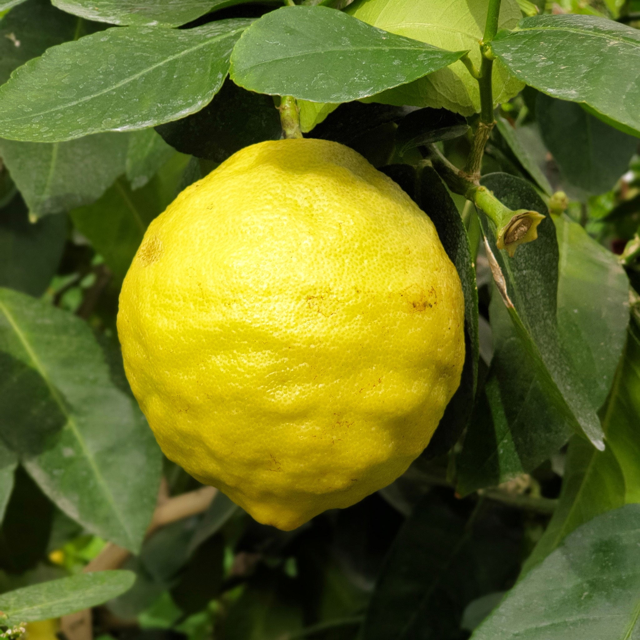 Yellow lemon hanging on a tree with green leaves. Henderson Garden Supply