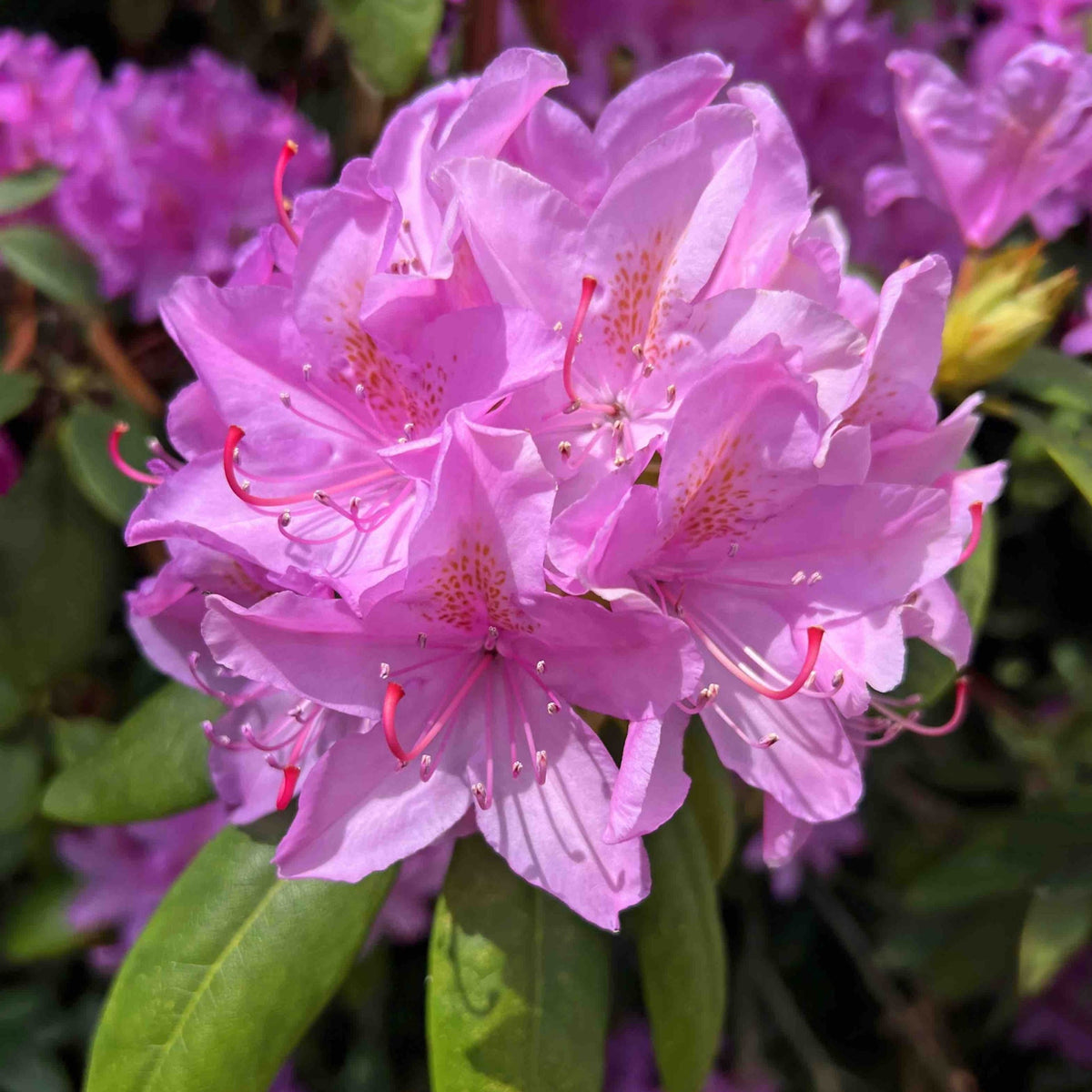 Roseum Elegans Rhododendron – Rose-Lilac Evergreen Shrub