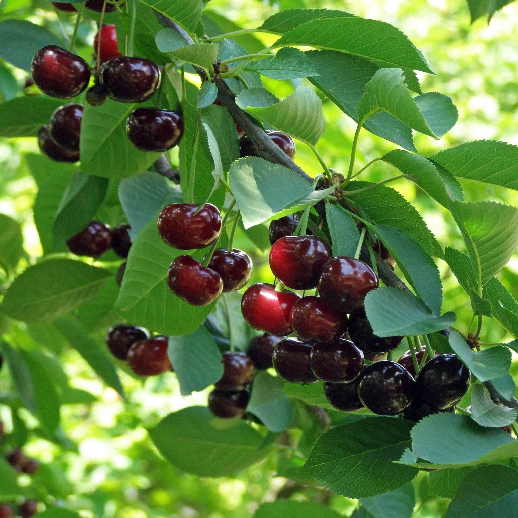 Ripe cherries on a tree branch with green leaves. Henderson Garden Supply