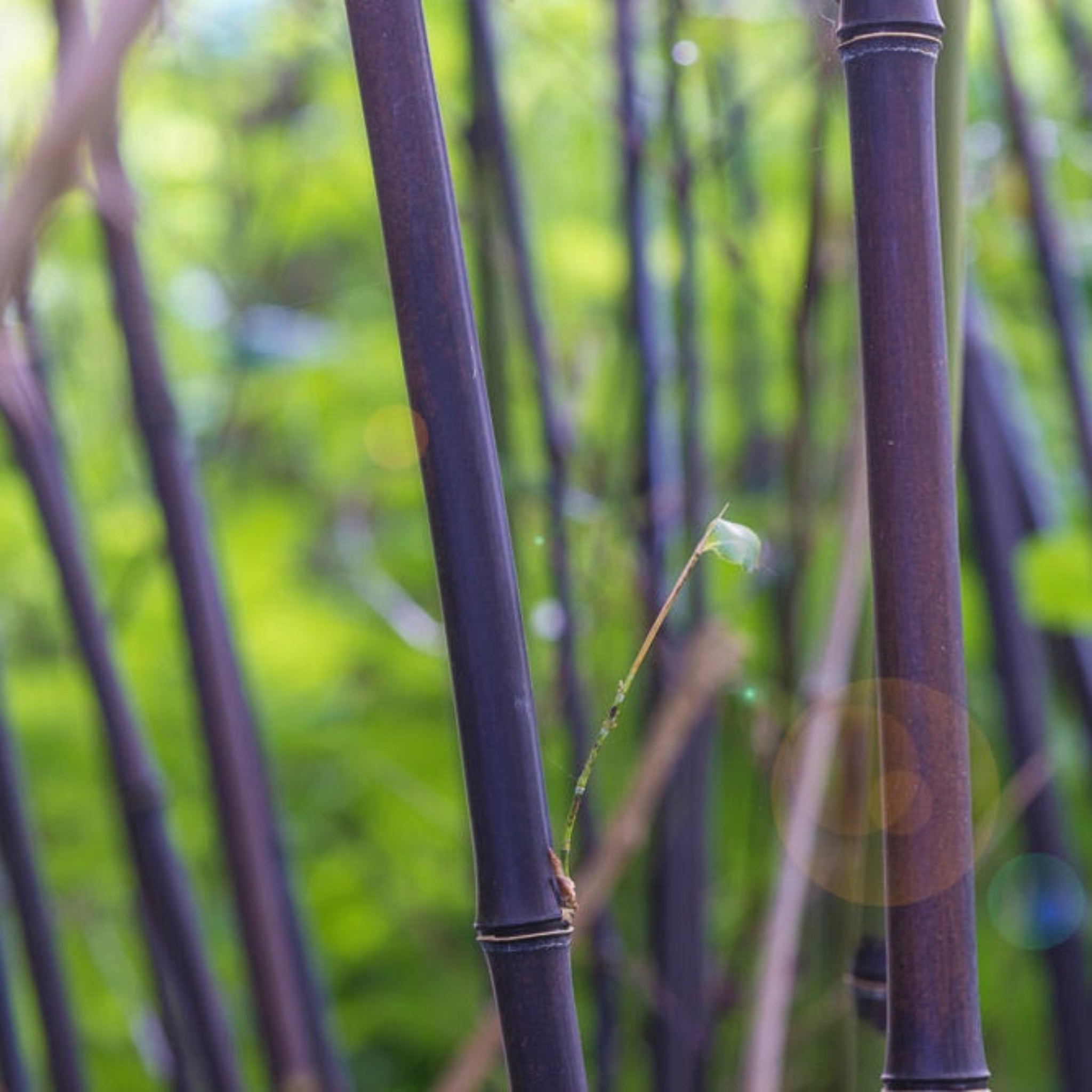Close-up of purple bamboo stalks with a blurred green background. Henderson Garden Supply