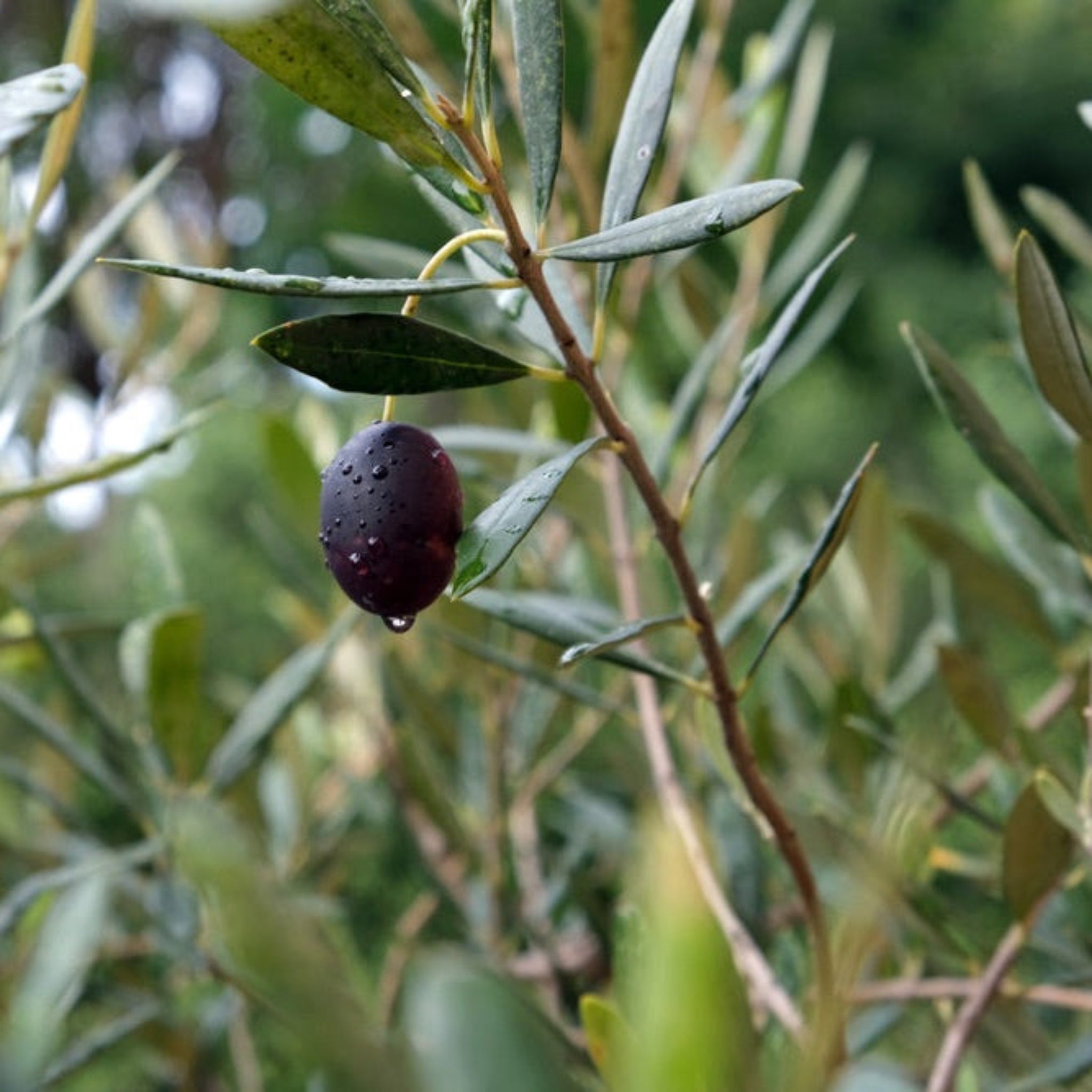 Olive on a branch with green leaves. Henderson Garden Supply