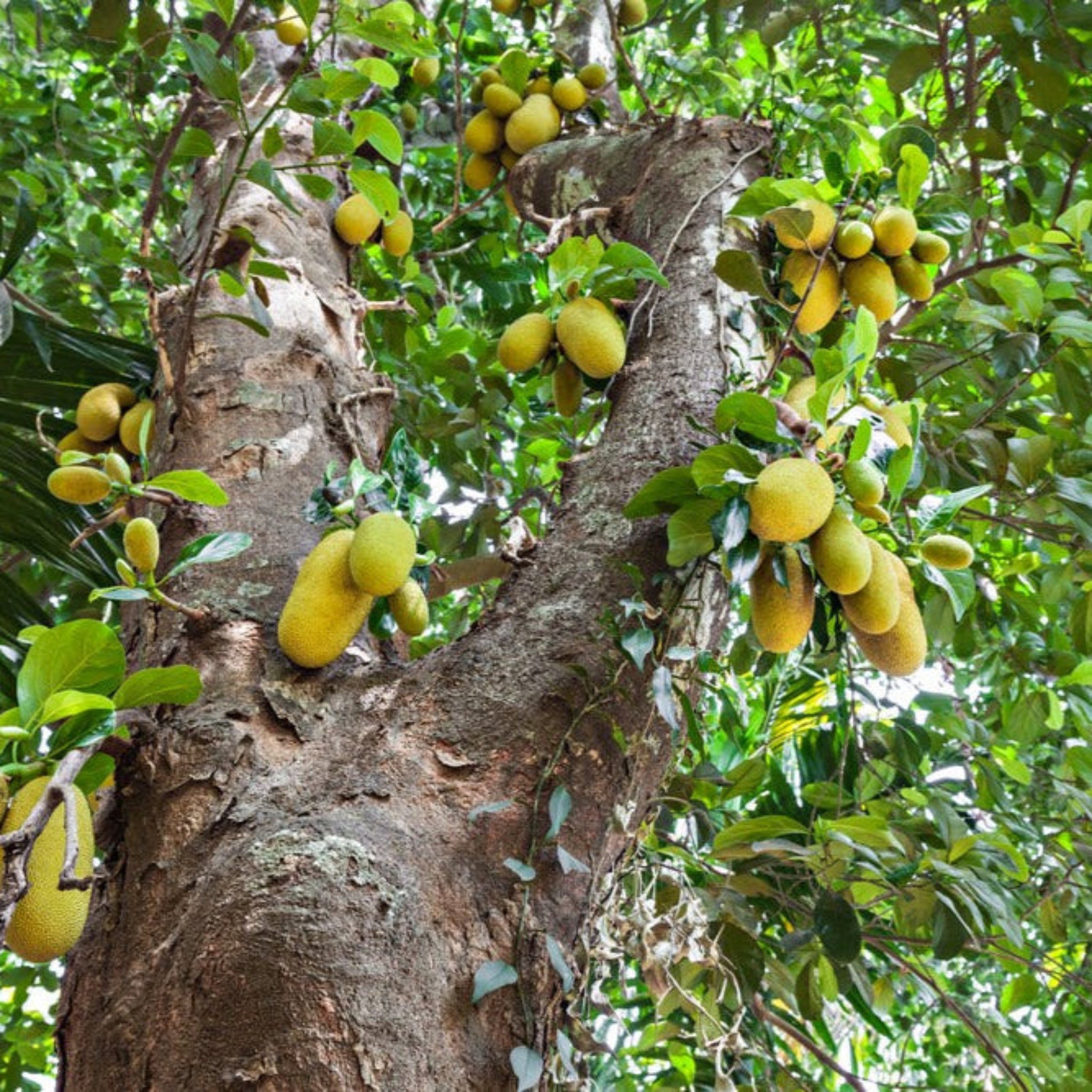 Jackfruit tree with ripe jackfruits hanging from its branches. Henderson Garden Supply
