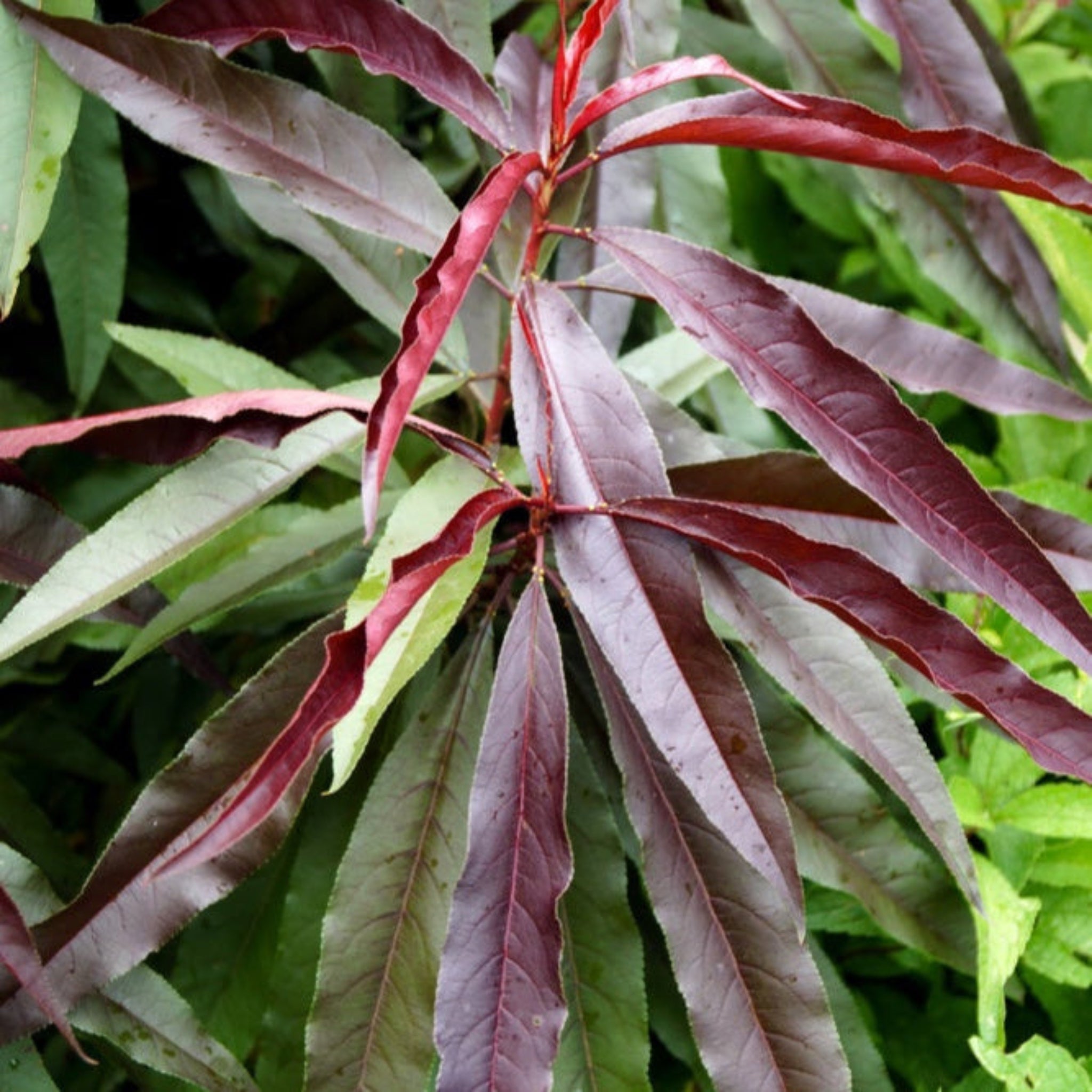Close-up of a plant with red and green leaves. Henderson Garden Supply