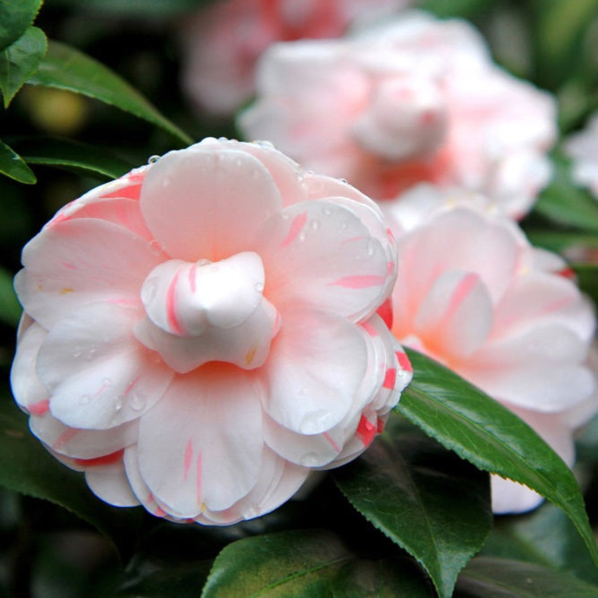 LA Peppermint Camellia – Striped Red-and-White Blooms