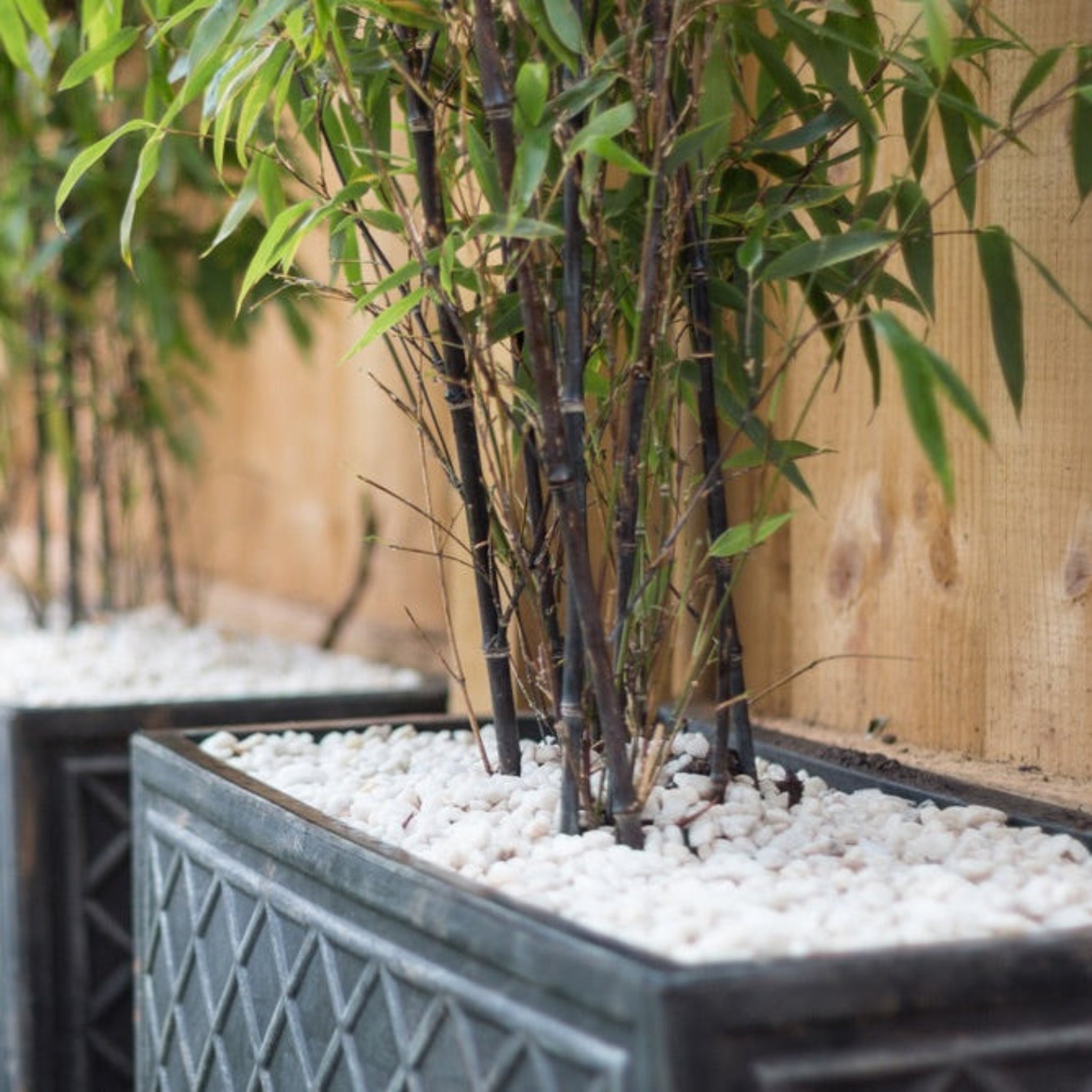 Potted bamboo plant with white pebbles in a decorative pot against a wooden wall. Henderson Garden Supply