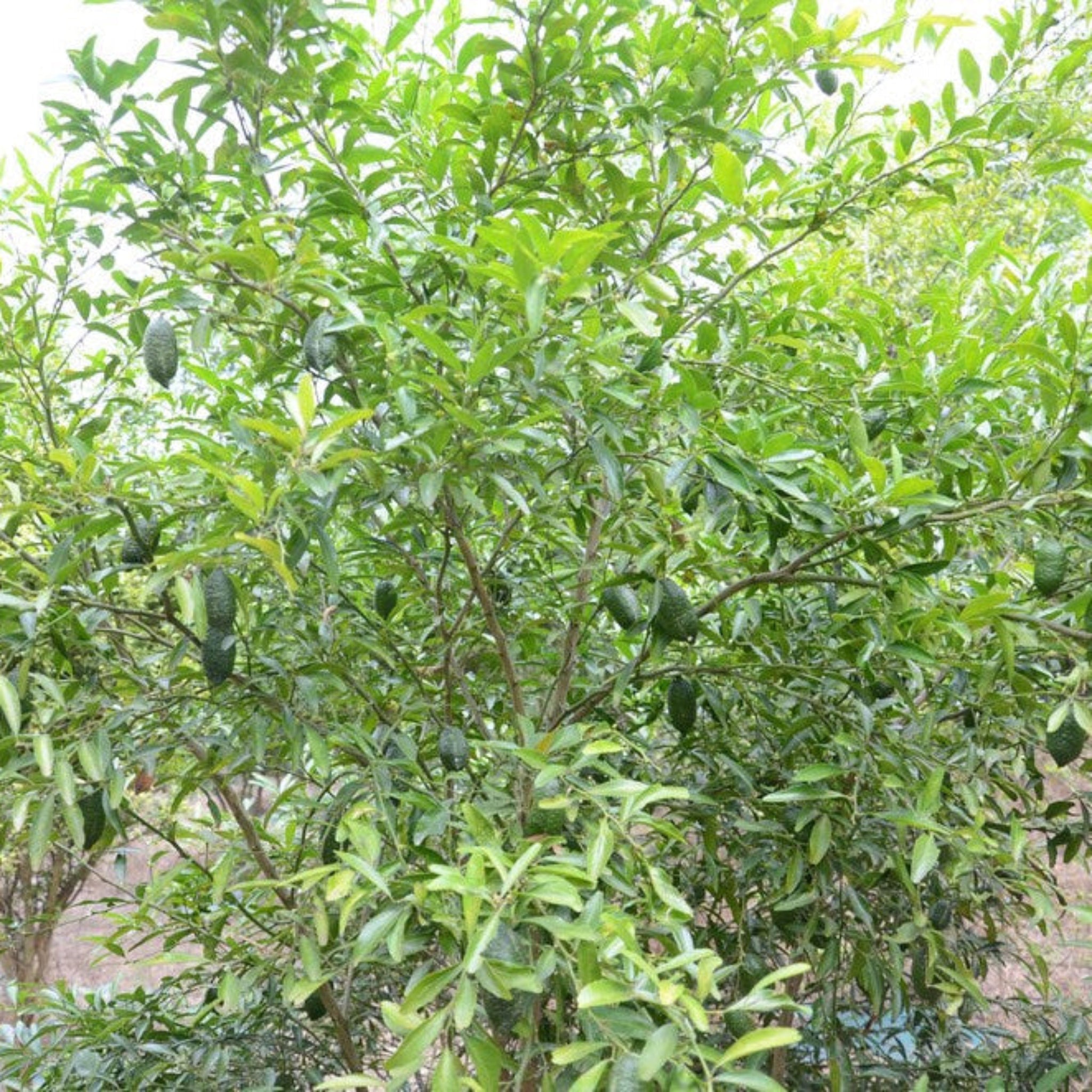 Tree with green fruits and leaves. Henderson Garden Supply
