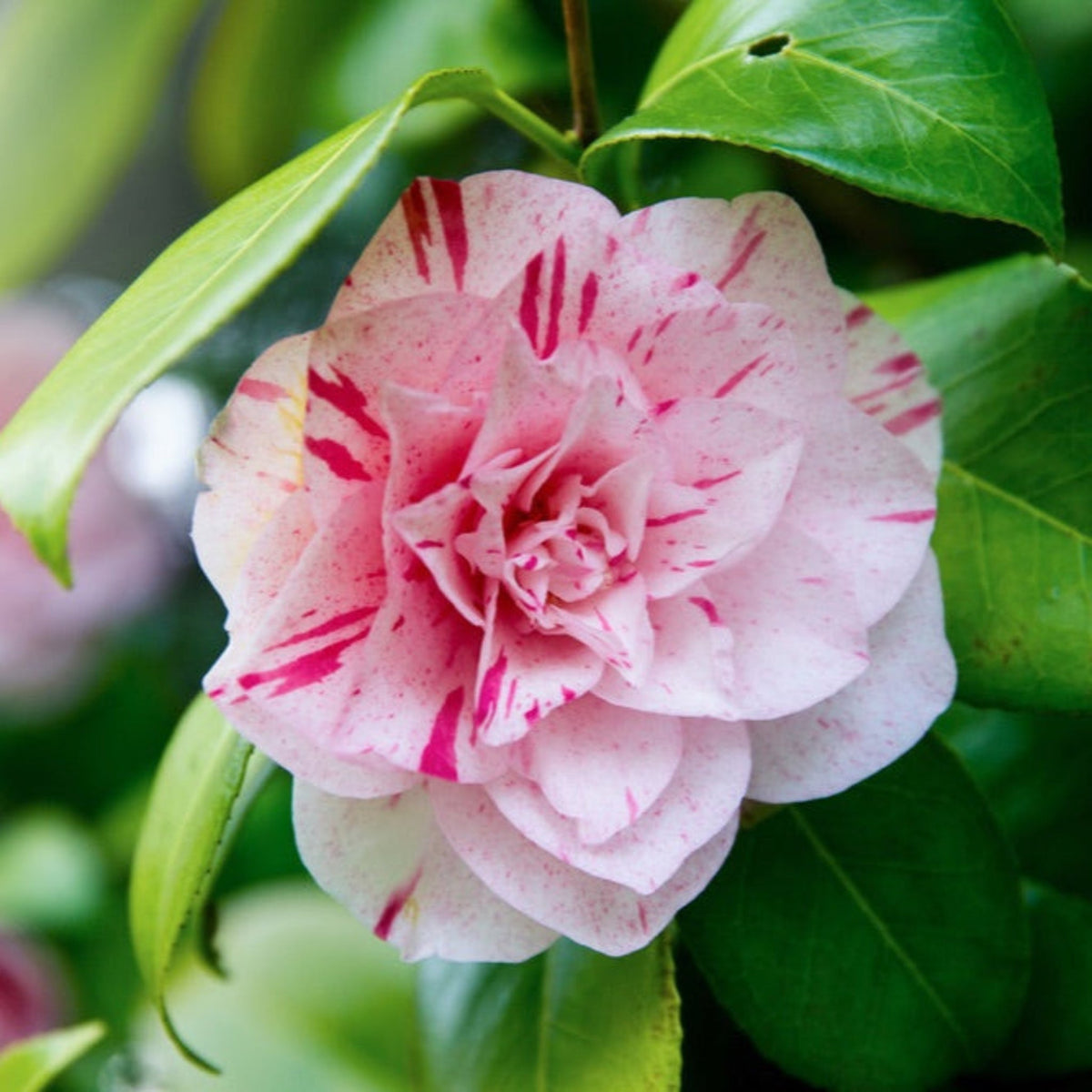 LA Peppermint Camellia – Striped Red-and-White Blooms