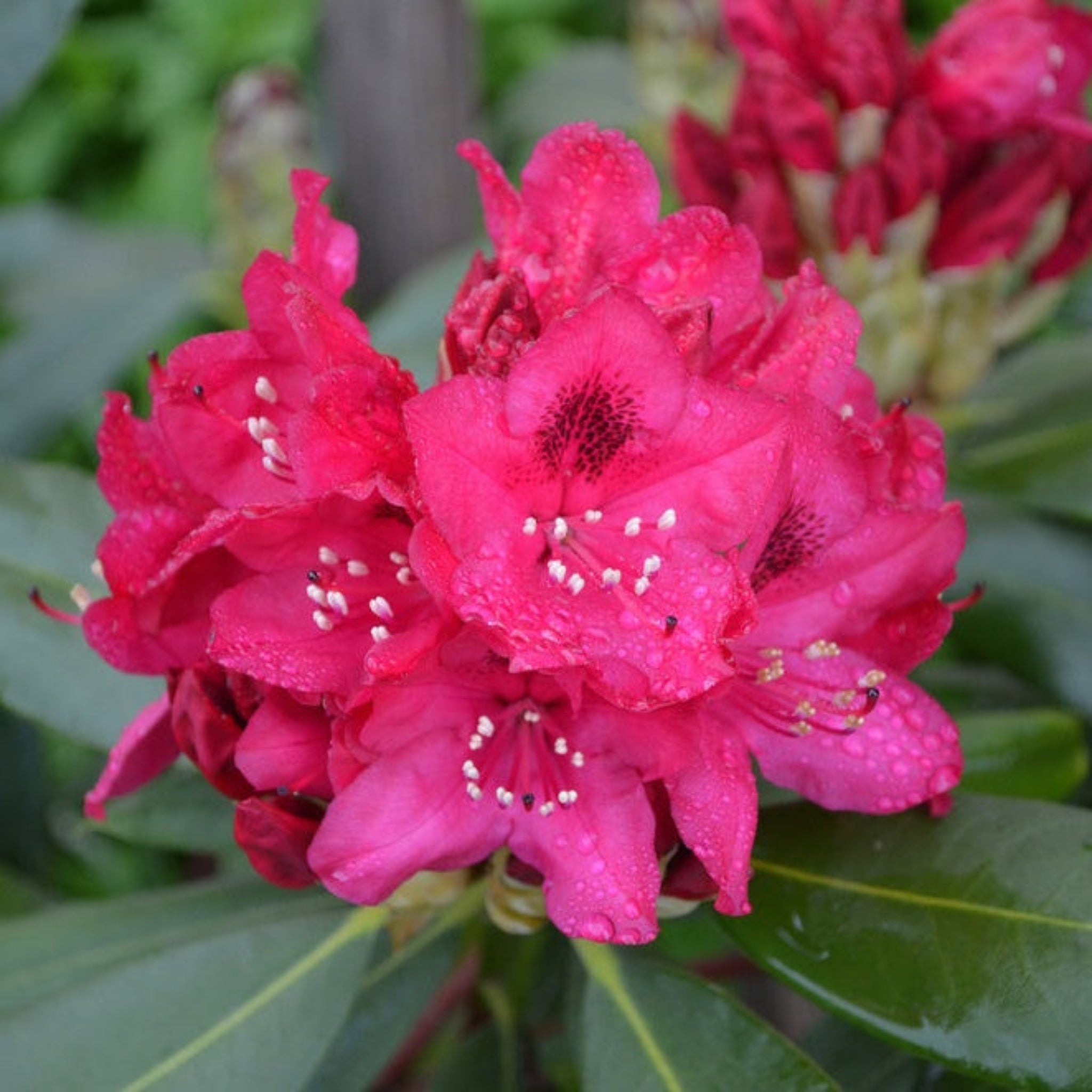 Henderson Garden Supply