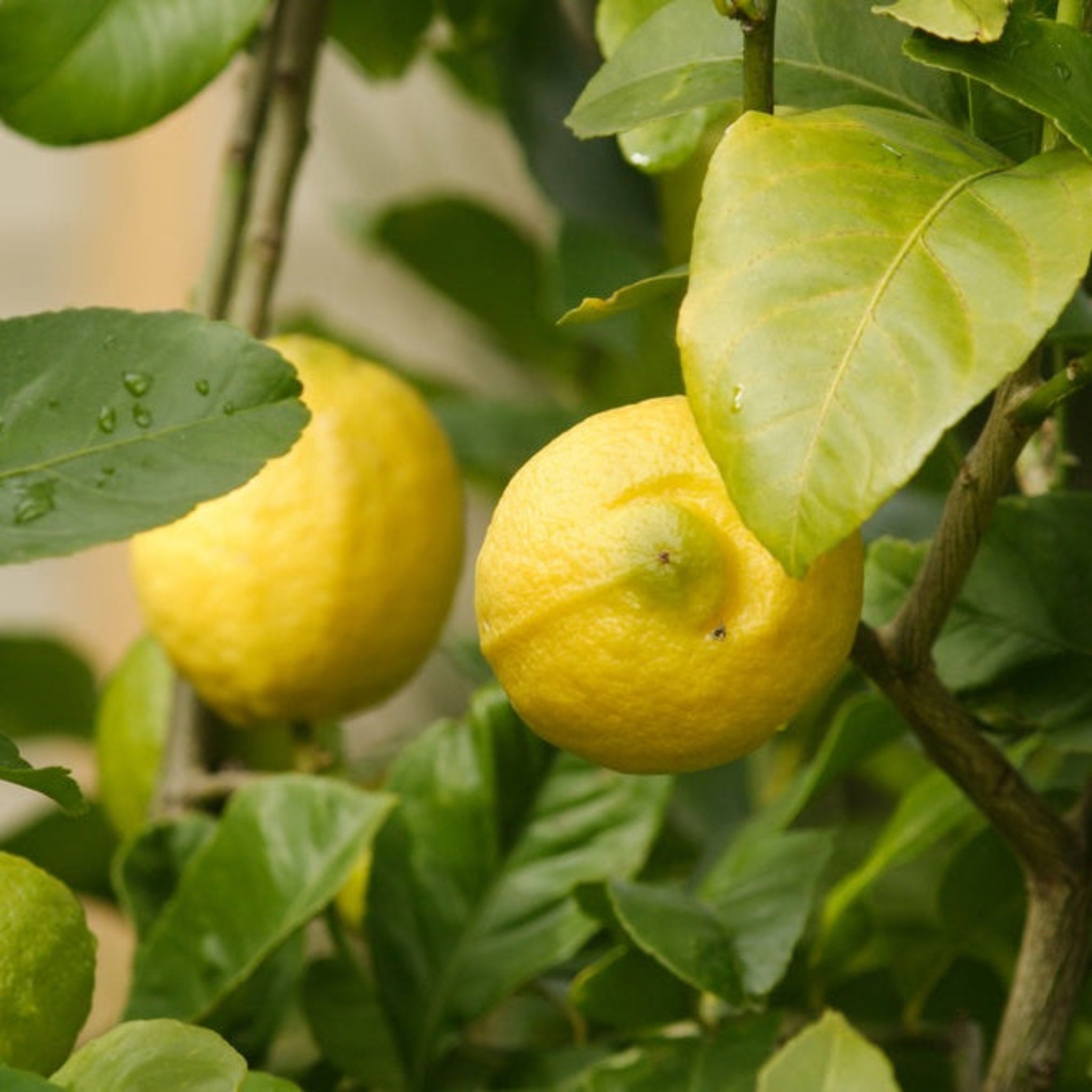 Two lemons hanging on a tree with green leaves. Henderson Garden Supply