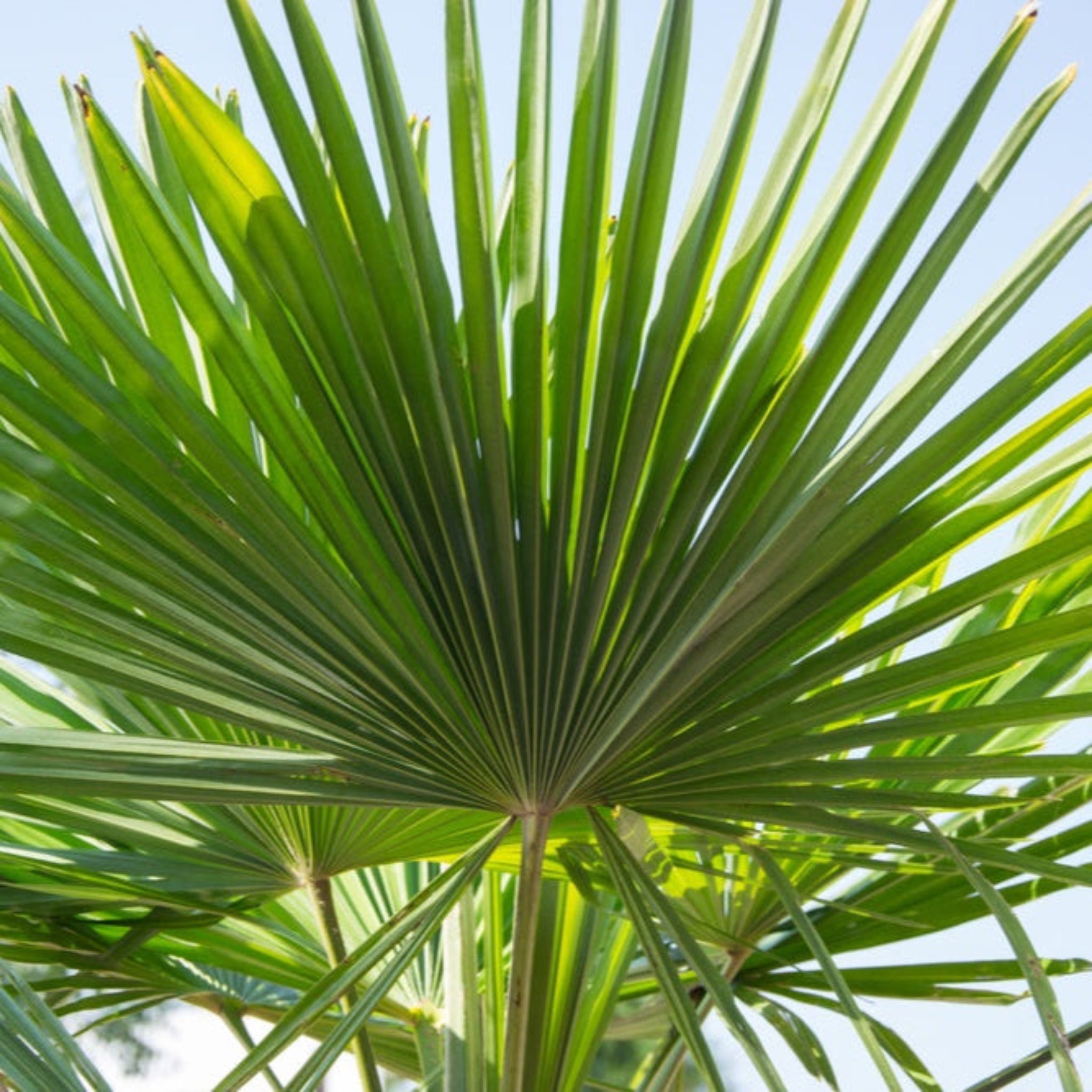 Close-up of a palm leaf with a clear blue sky background. Henderson Garden Supply