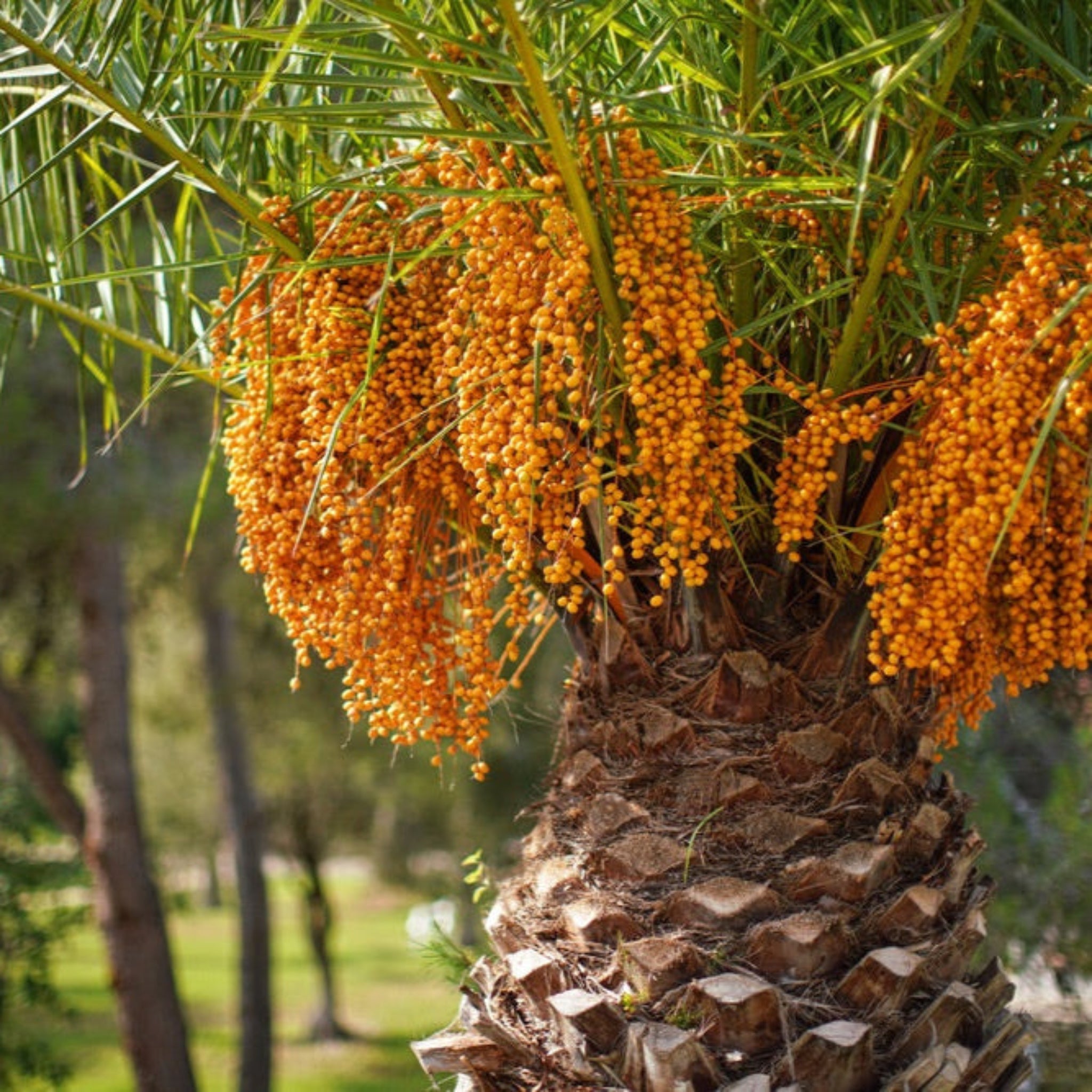 Pindo Palm Tree (Butia capitata) – Cold-Hardy Jelly Palm with Edible Fruit