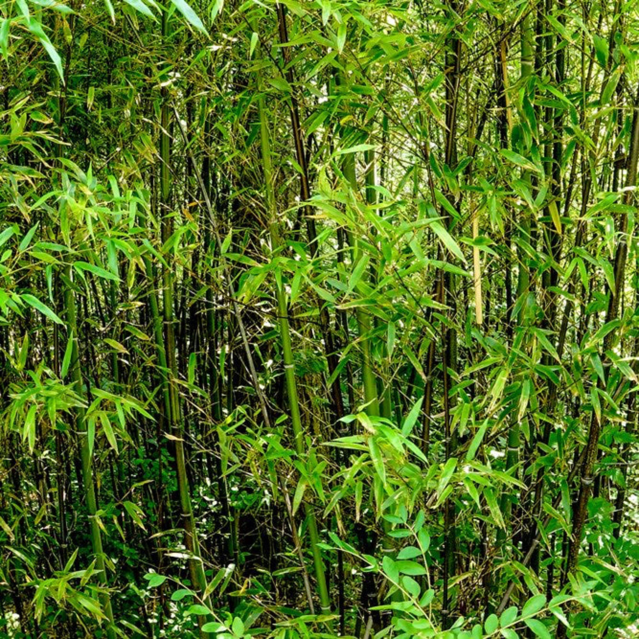 Bamboo forest with green leaves and dark stalks. Henderson Garden Supply